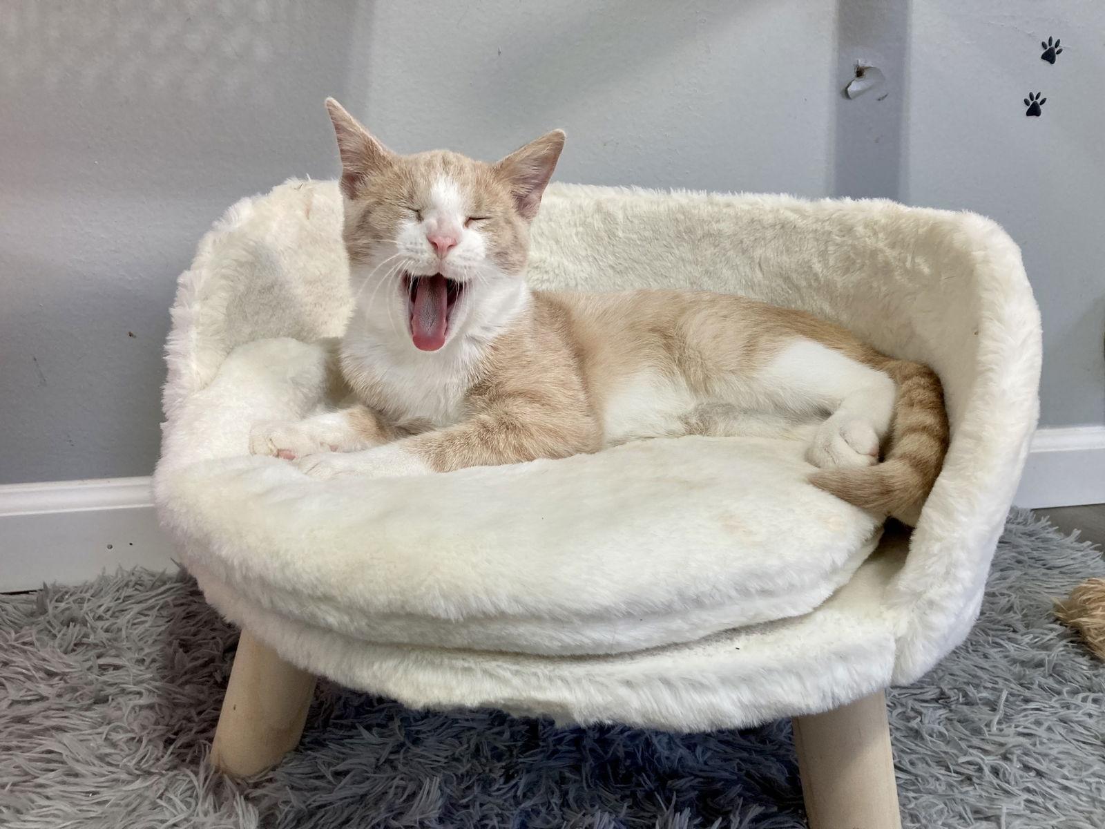 Enlarge No No, a Adopted Domestic Short Hair in Oakland Park, FL image 2/6