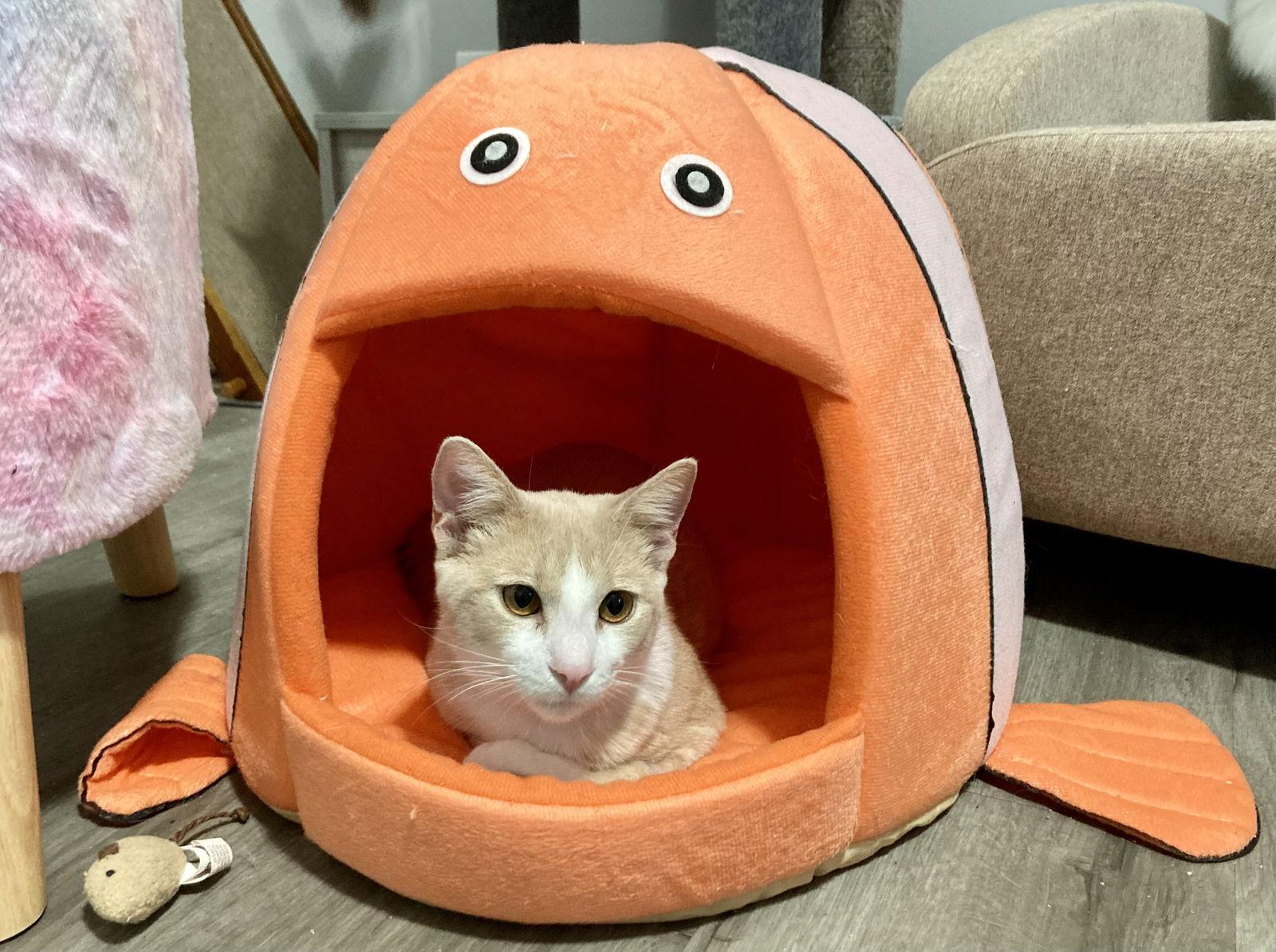 Enlarge No No, a Adopted Domestic Short Hair in Oakland Park, FL image 3/6