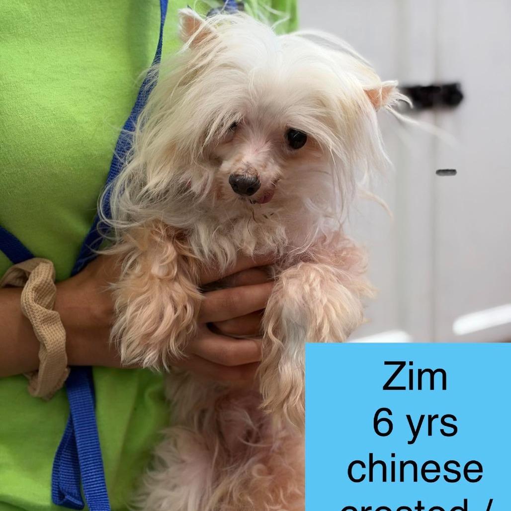 Zim, Adoptable, Adult Male Chinese Crested Dog & Chihuahua.