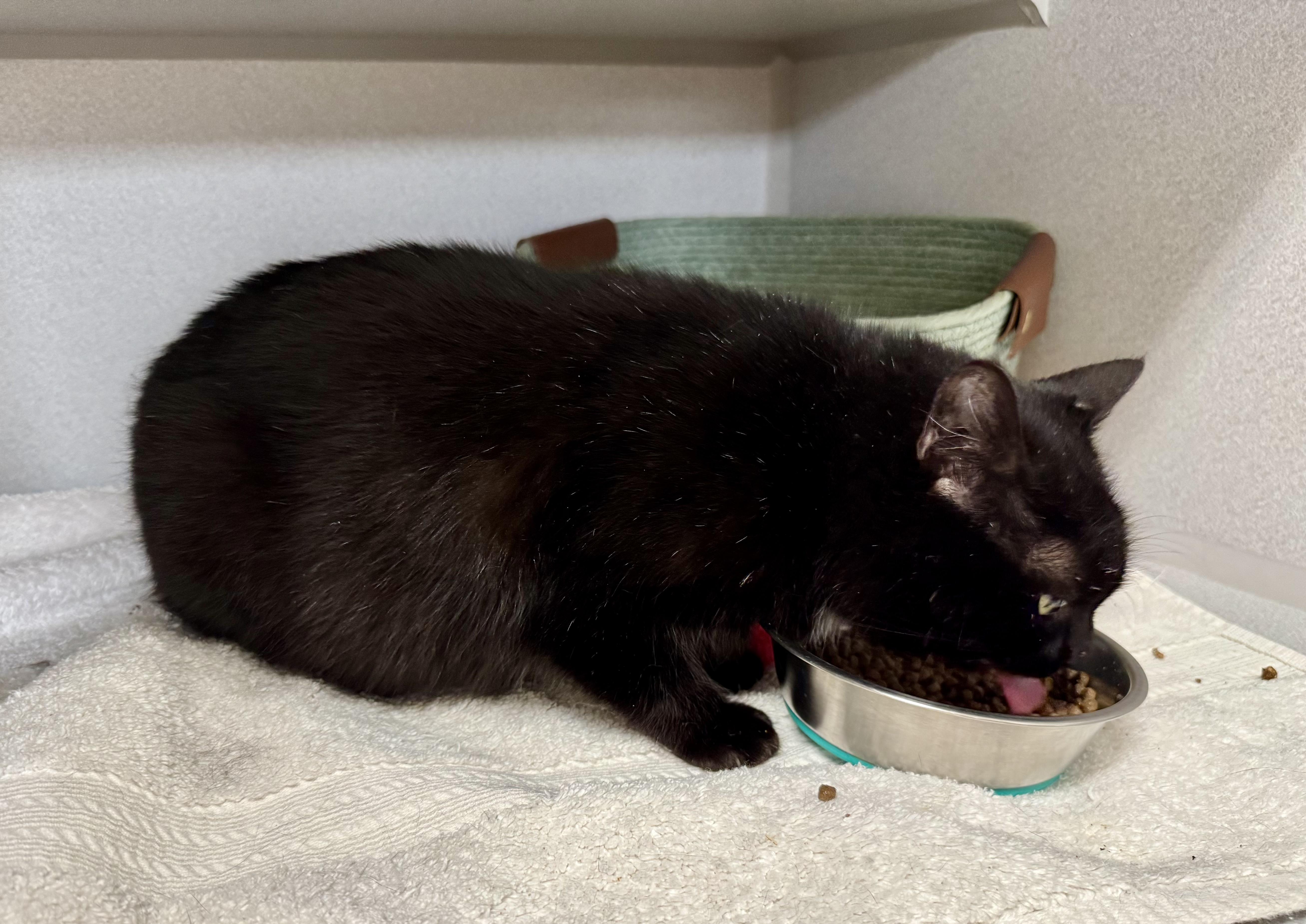 Enlarge *Aurora, an adopted mixed breed in Red Bluff, CA image 2/5