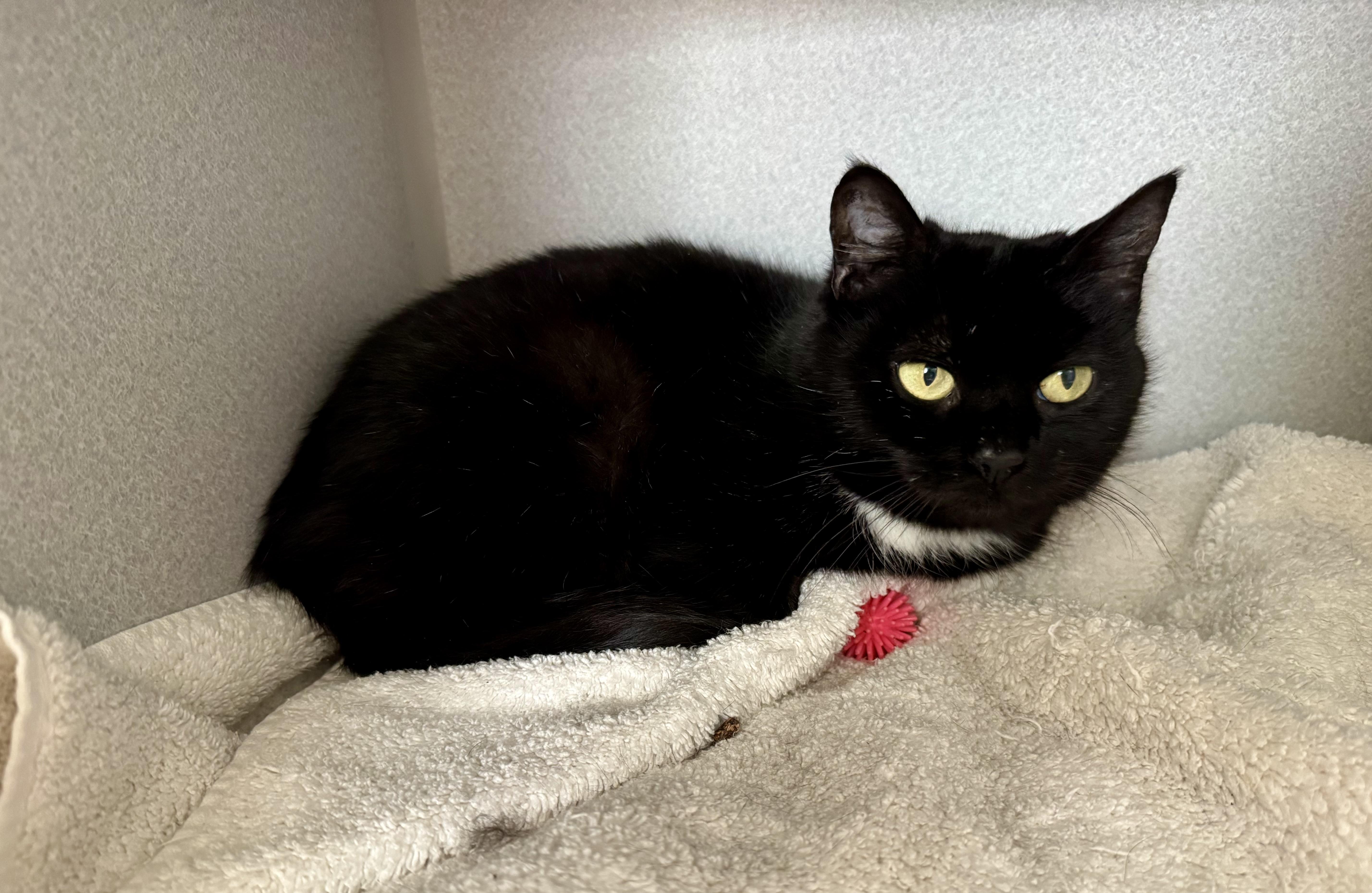 Enlarge *Aurora, an adopted mixed breed in Red Bluff, CA image 4/5