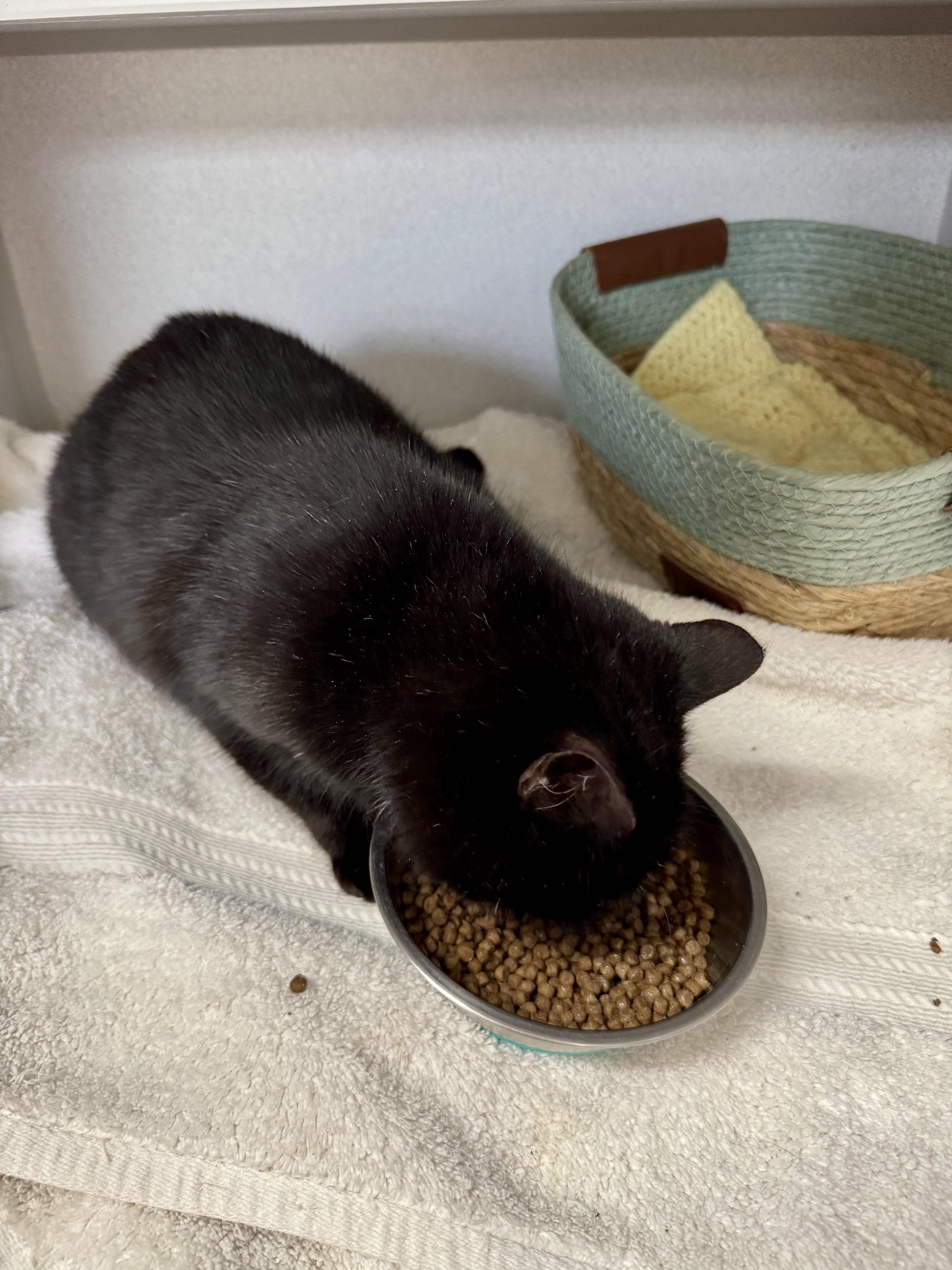 Enlarge *Aurora, an adopted mixed breed in Red Bluff, CA image 3/5