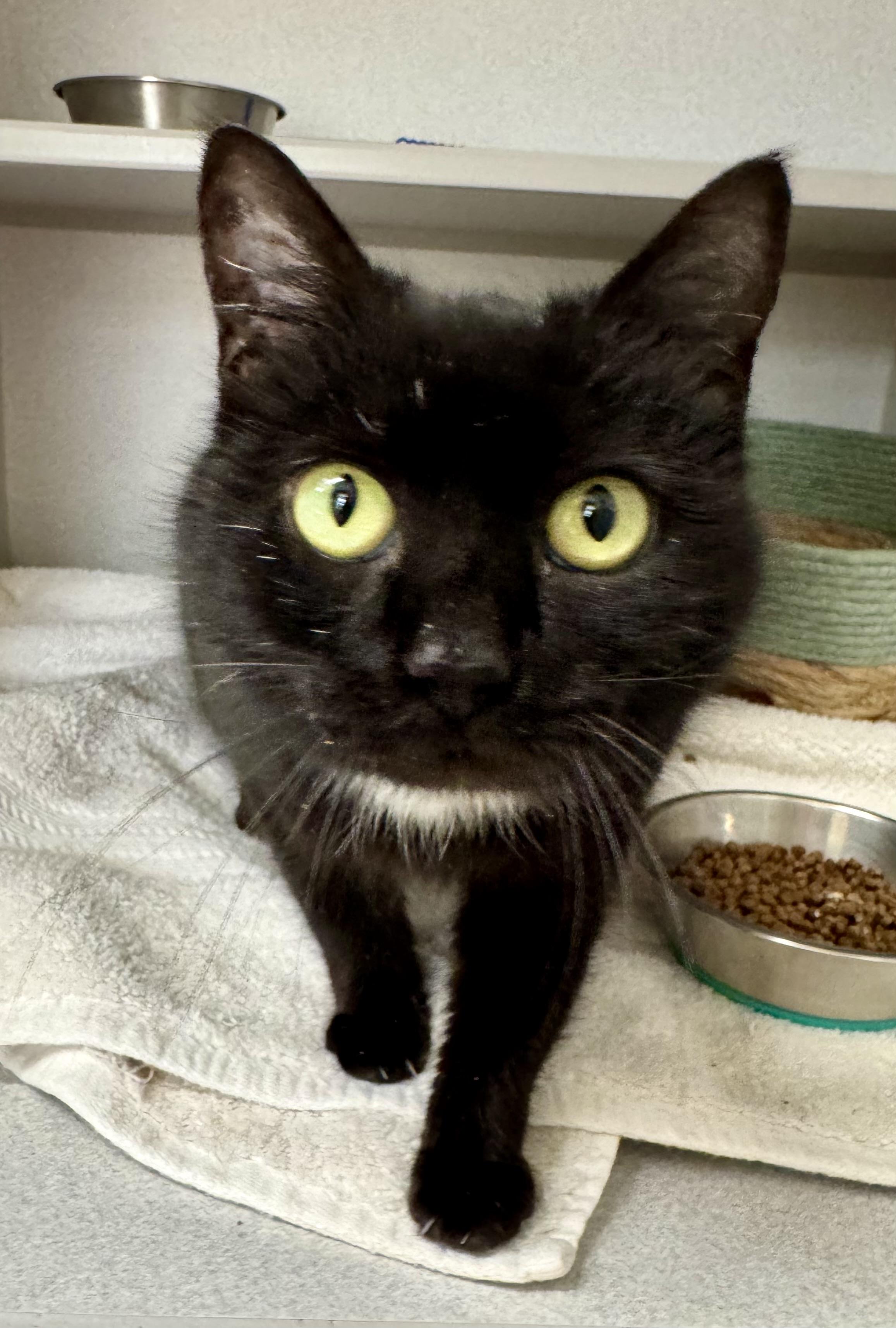 Enlarge *Aurora, an adopted mixed breed in Red Bluff, CA image 1/5