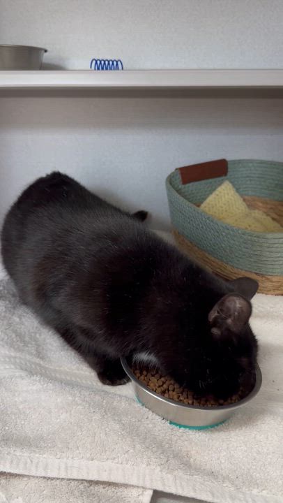 Enlarge *Aurora, an adopted mixed breed in Red Bluff, CA video 5/5