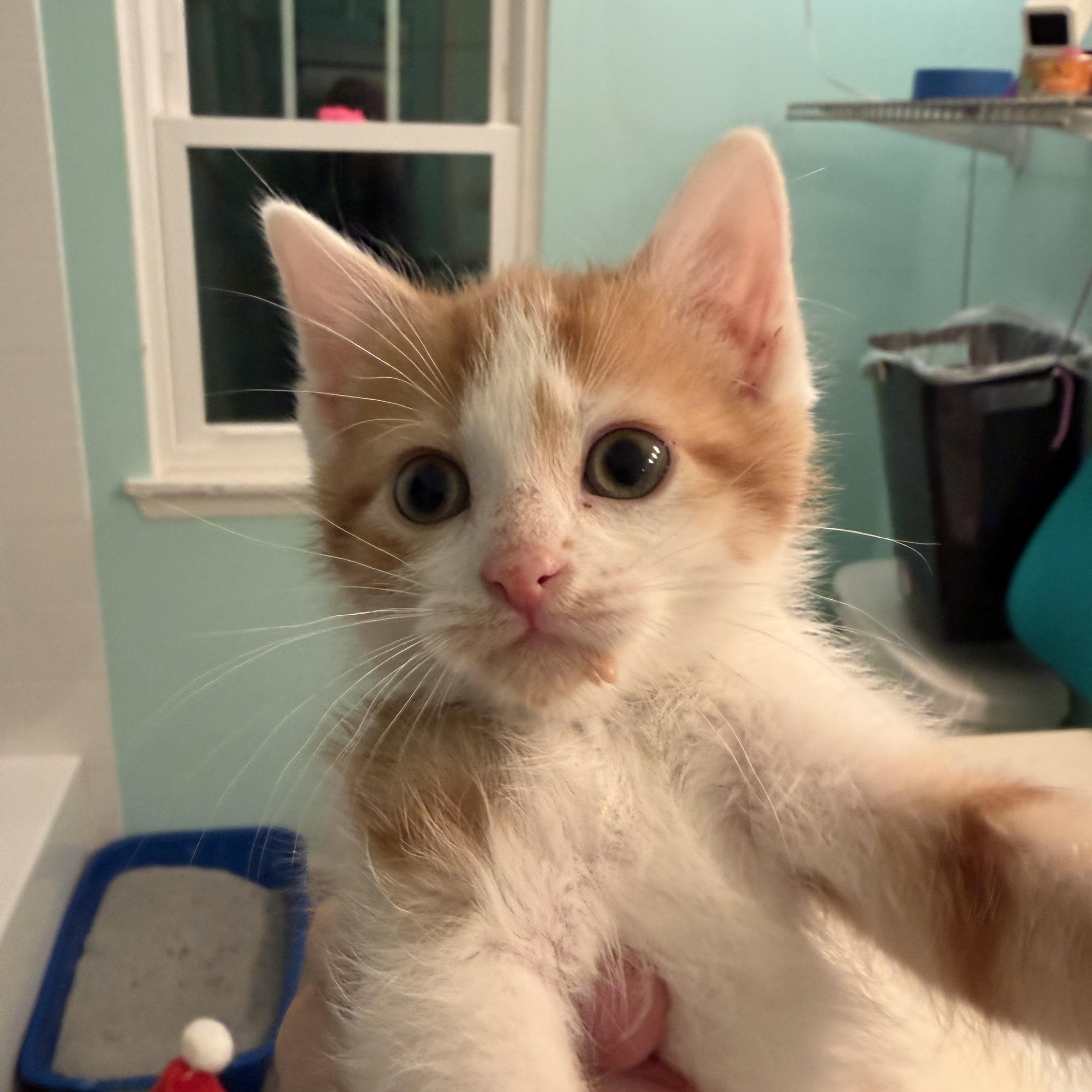 The Lorax, a Adoptable Domestic Short Hair in Naperville, IL image 2/4