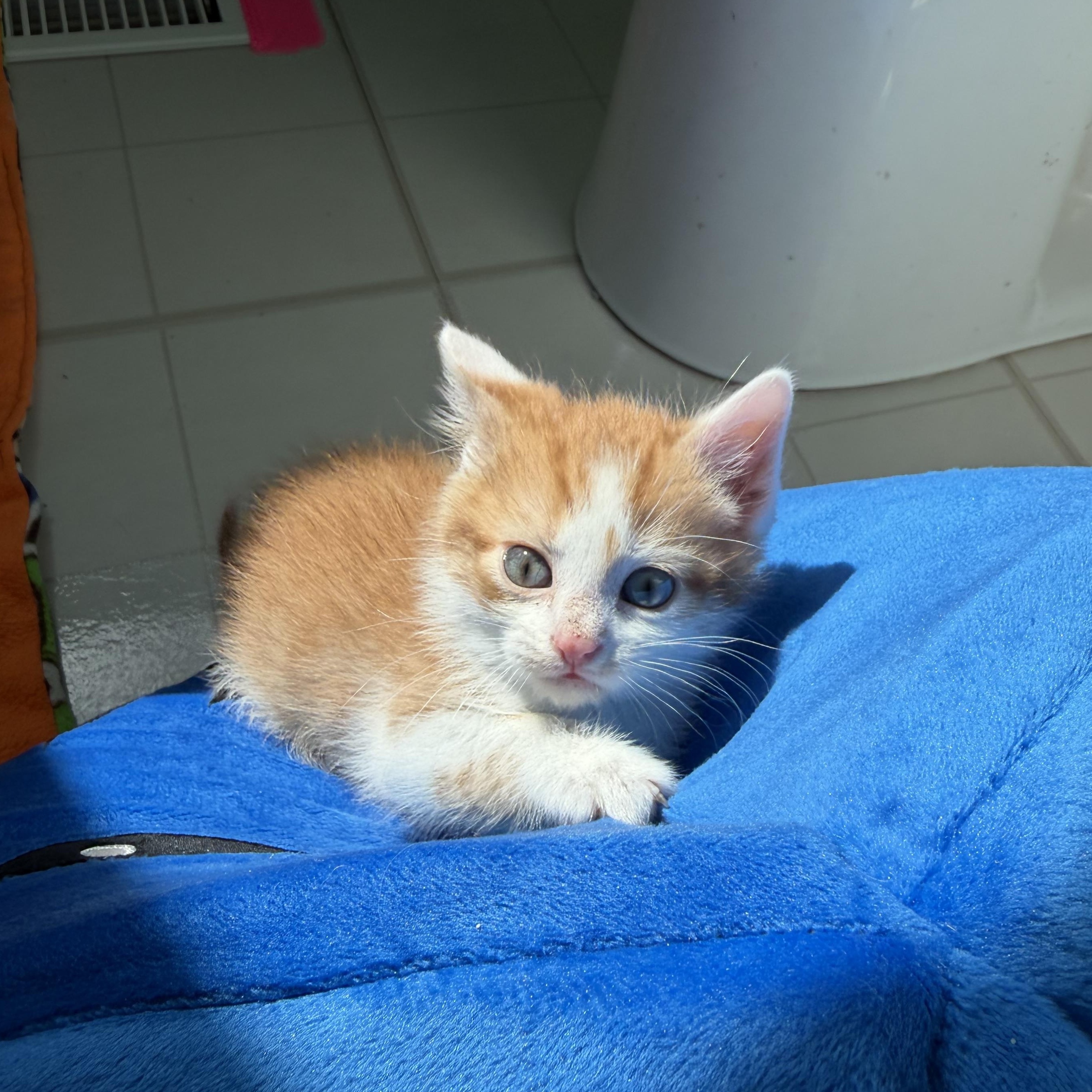 The Lorax, Adoptable, Kitten Male Domestic Short Hair.
