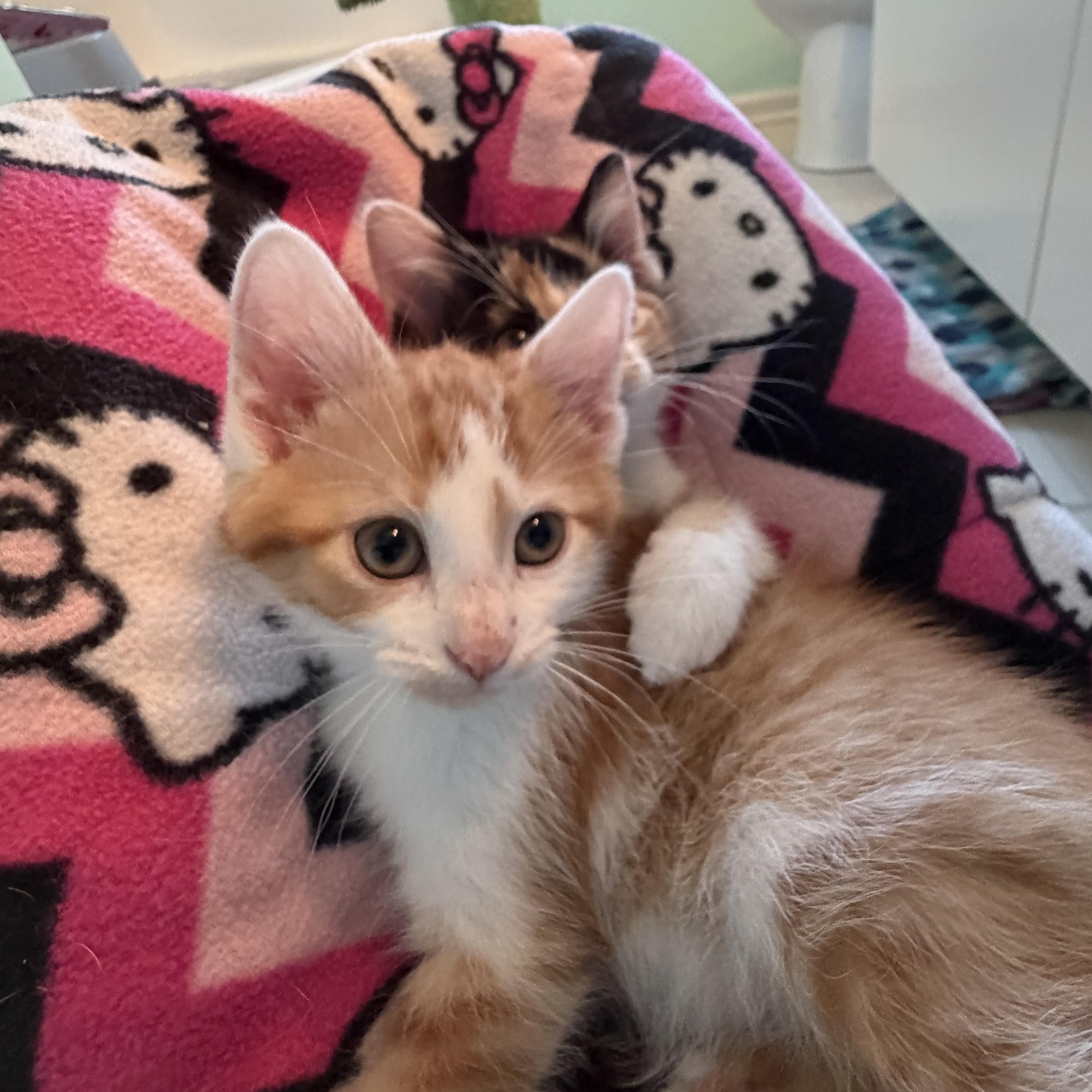 The Lorax, a Adoptable Domestic Short Hair in Naperville, IL image 3/4