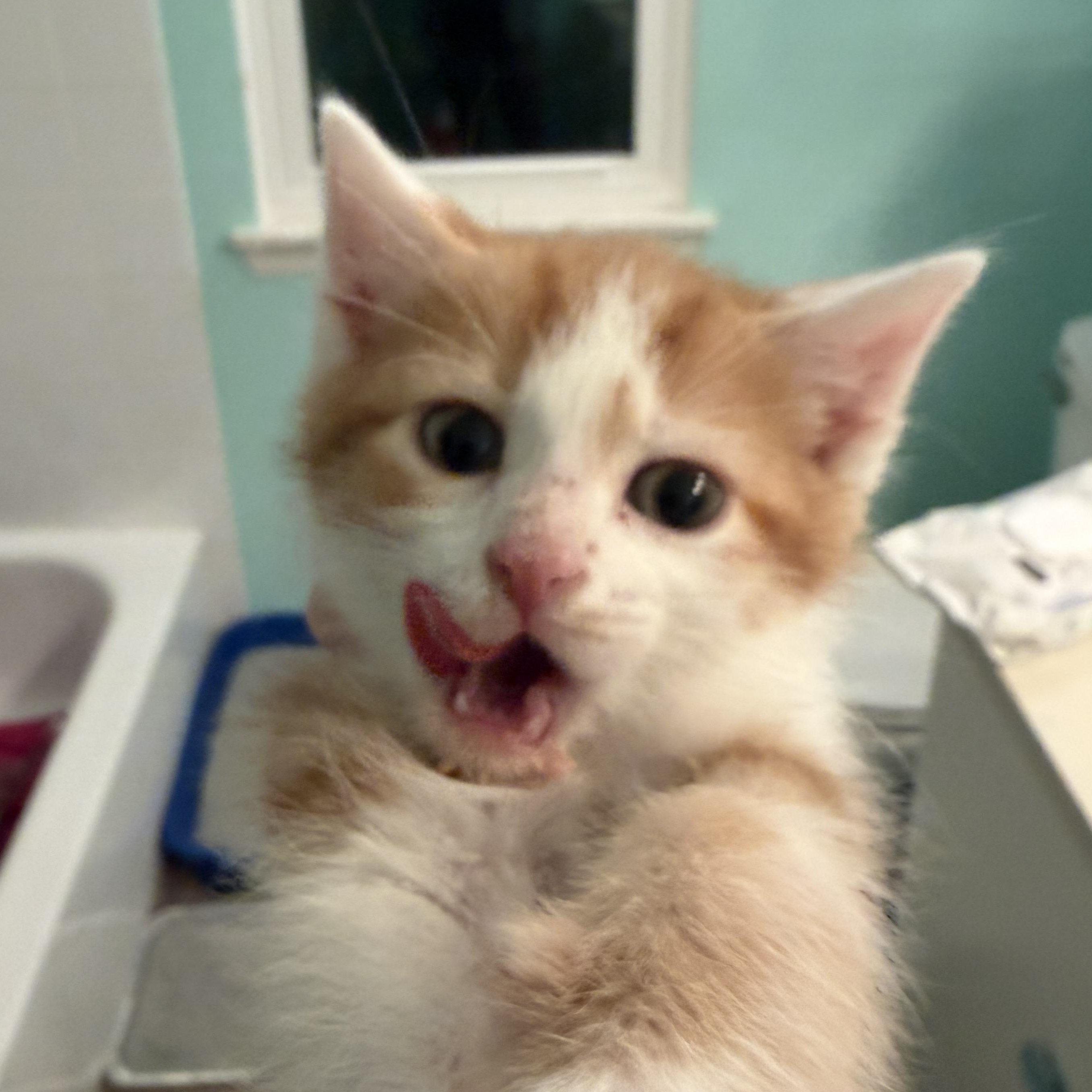The Lorax, a Adoptable Domestic Short Hair in Naperville, IL image 4/4