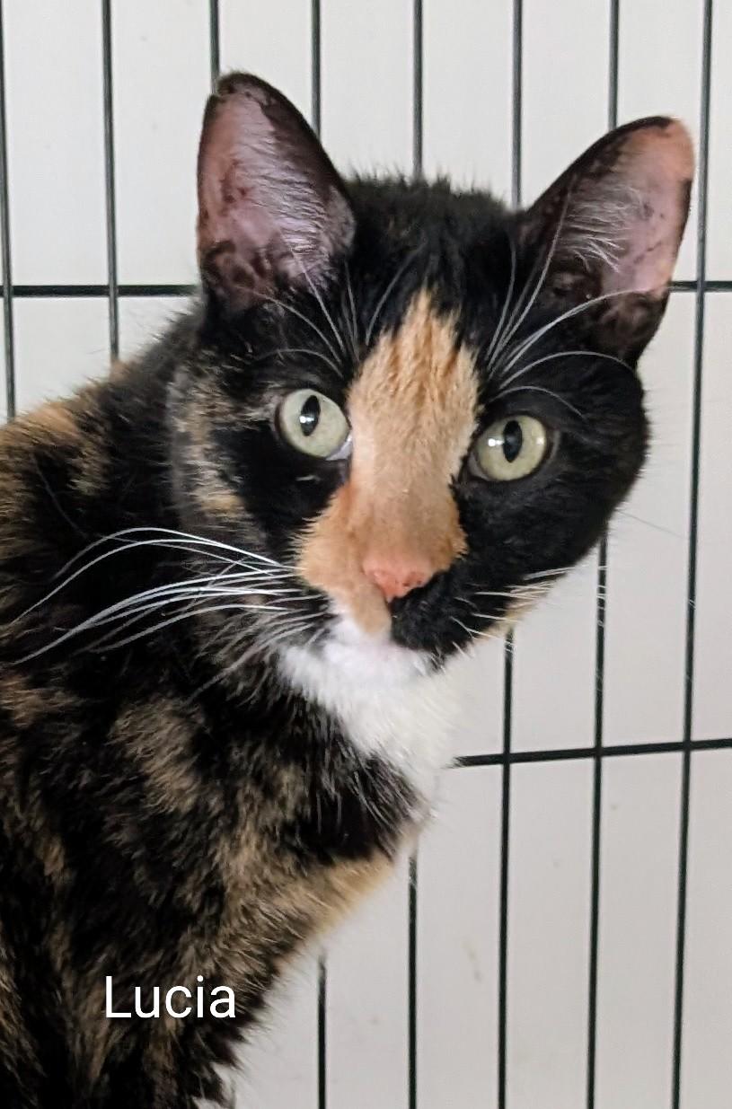 Lucia, adopted, Adult Female Domestic Short Hair.