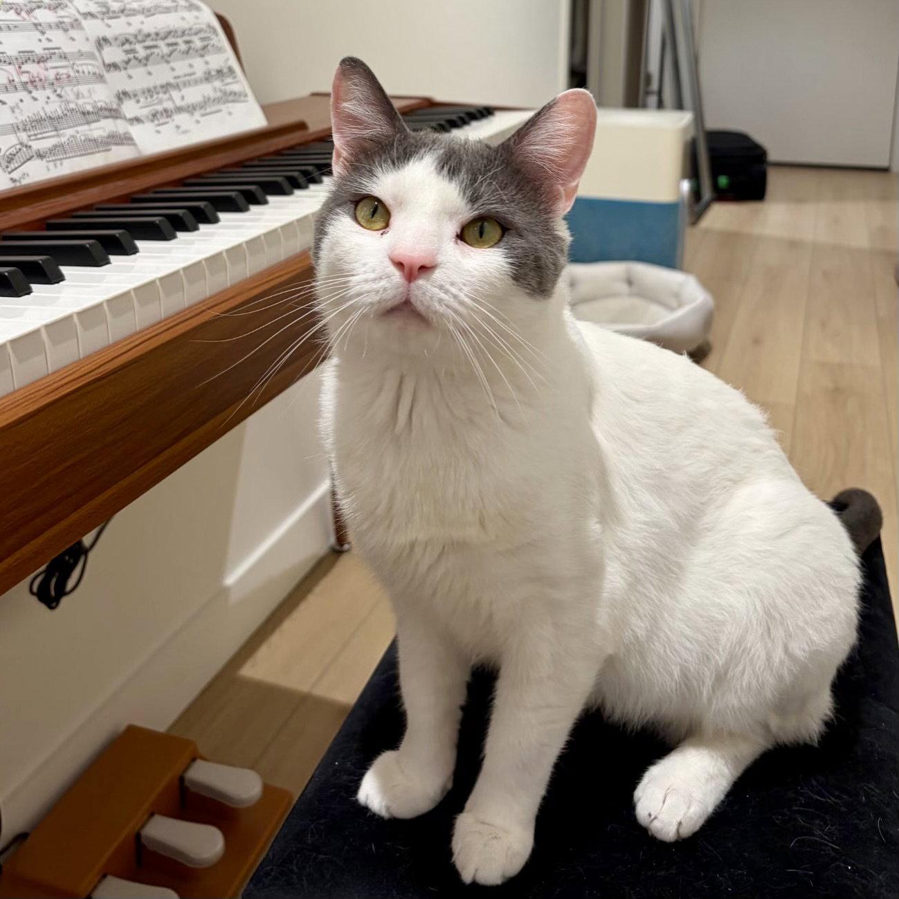 Enlarge Chirop, a Adoptable Domestic Short Hair in Flushing, NY image 1/3