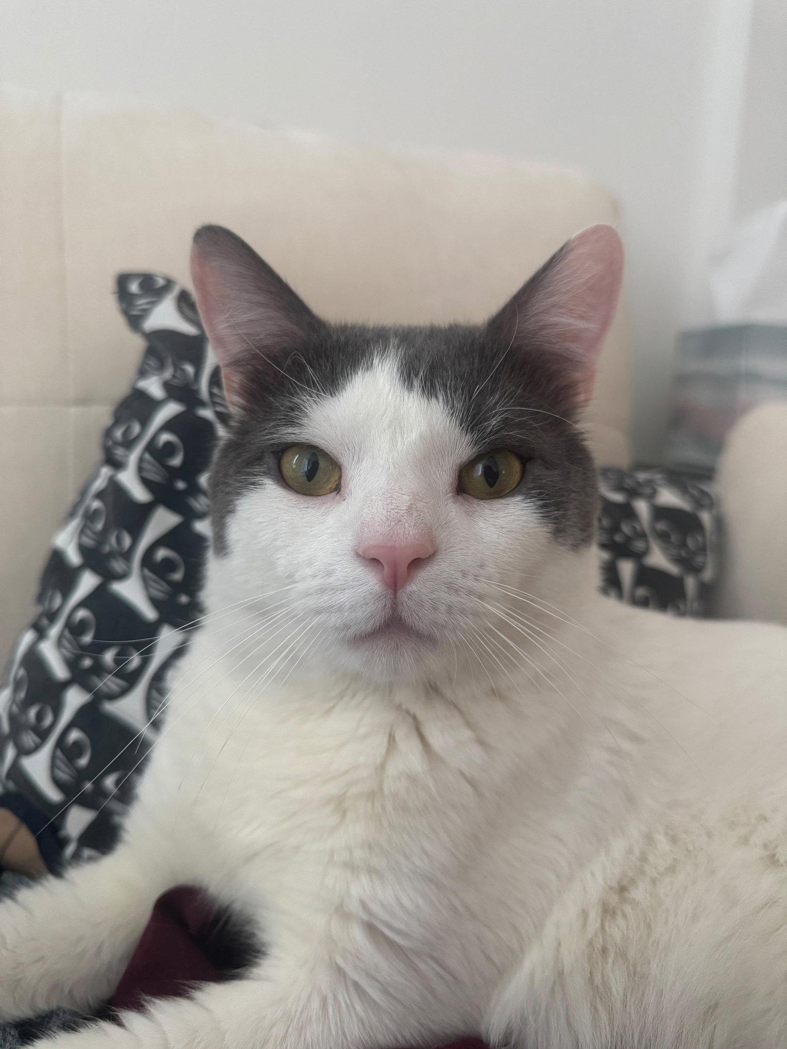 Enlarge Chirop, a Adoptable Domestic Short Hair in Flushing, NY image 2/3
