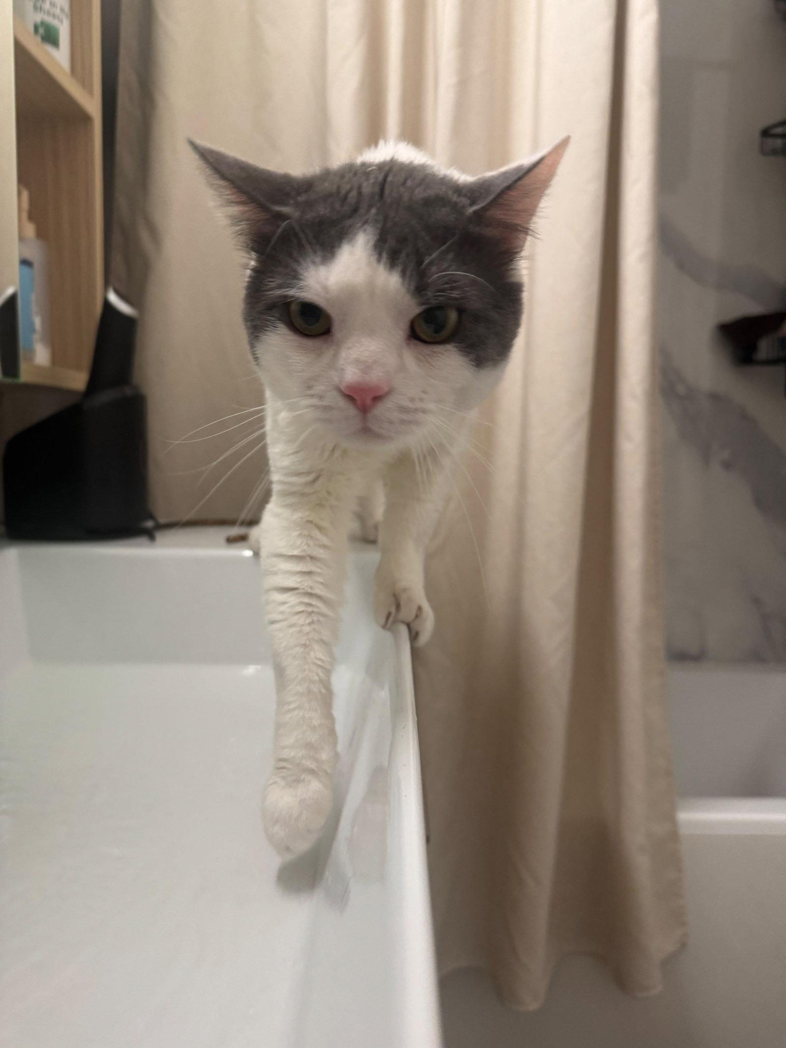 Enlarge Chirop, a Adoptable Domestic Short Hair in Flushing, NY image 3/3