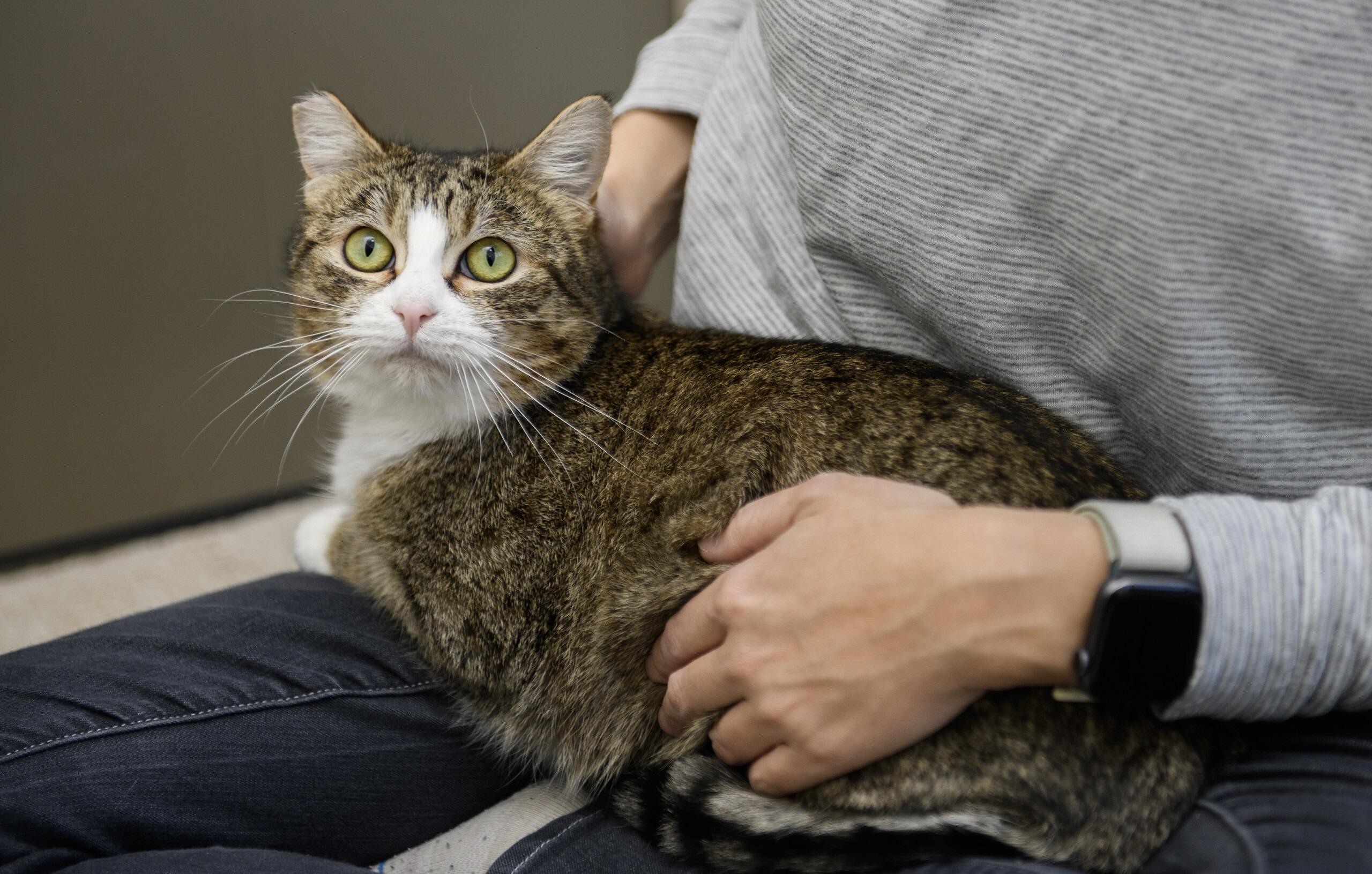 Enlarge Mochi, a ADOPTABLE Domestic Short Hair in Seattle, WA image 4/5