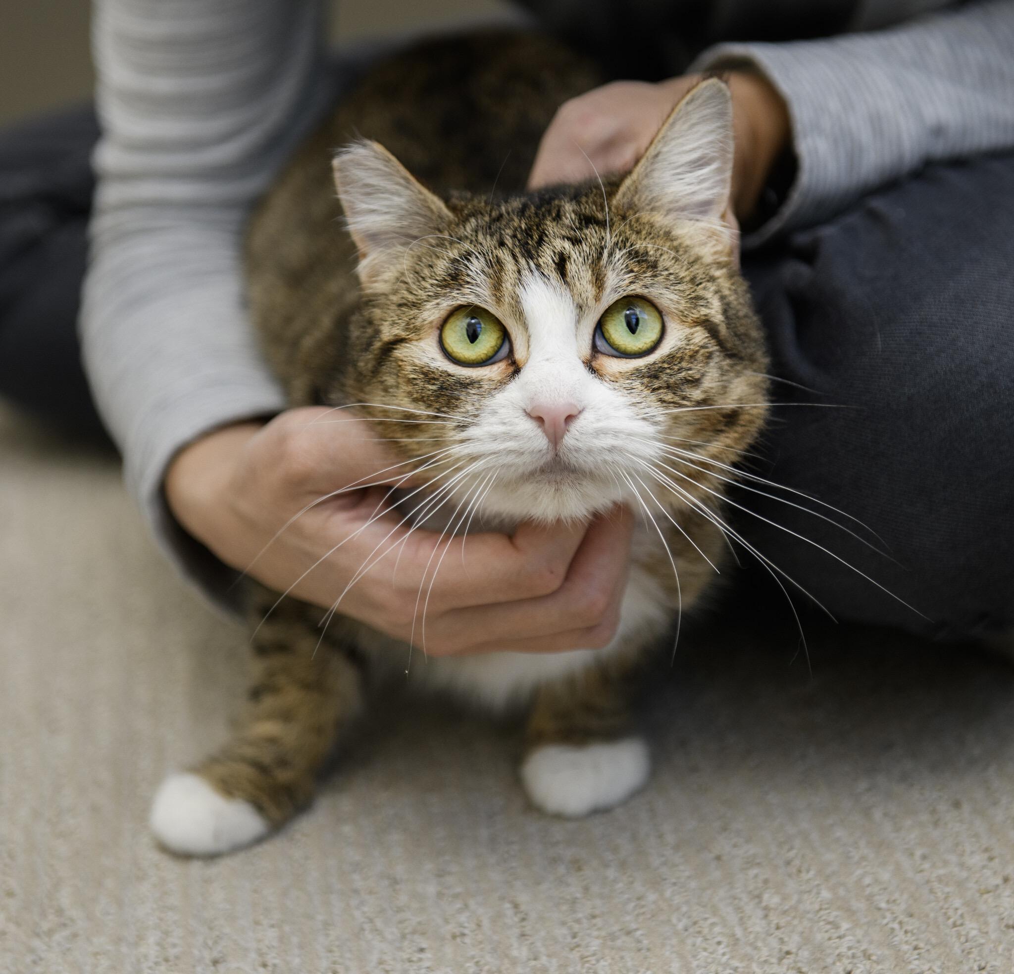 Enlarge Mochi, a ADOPTABLE Domestic Short Hair in Seattle, WA image 3/5