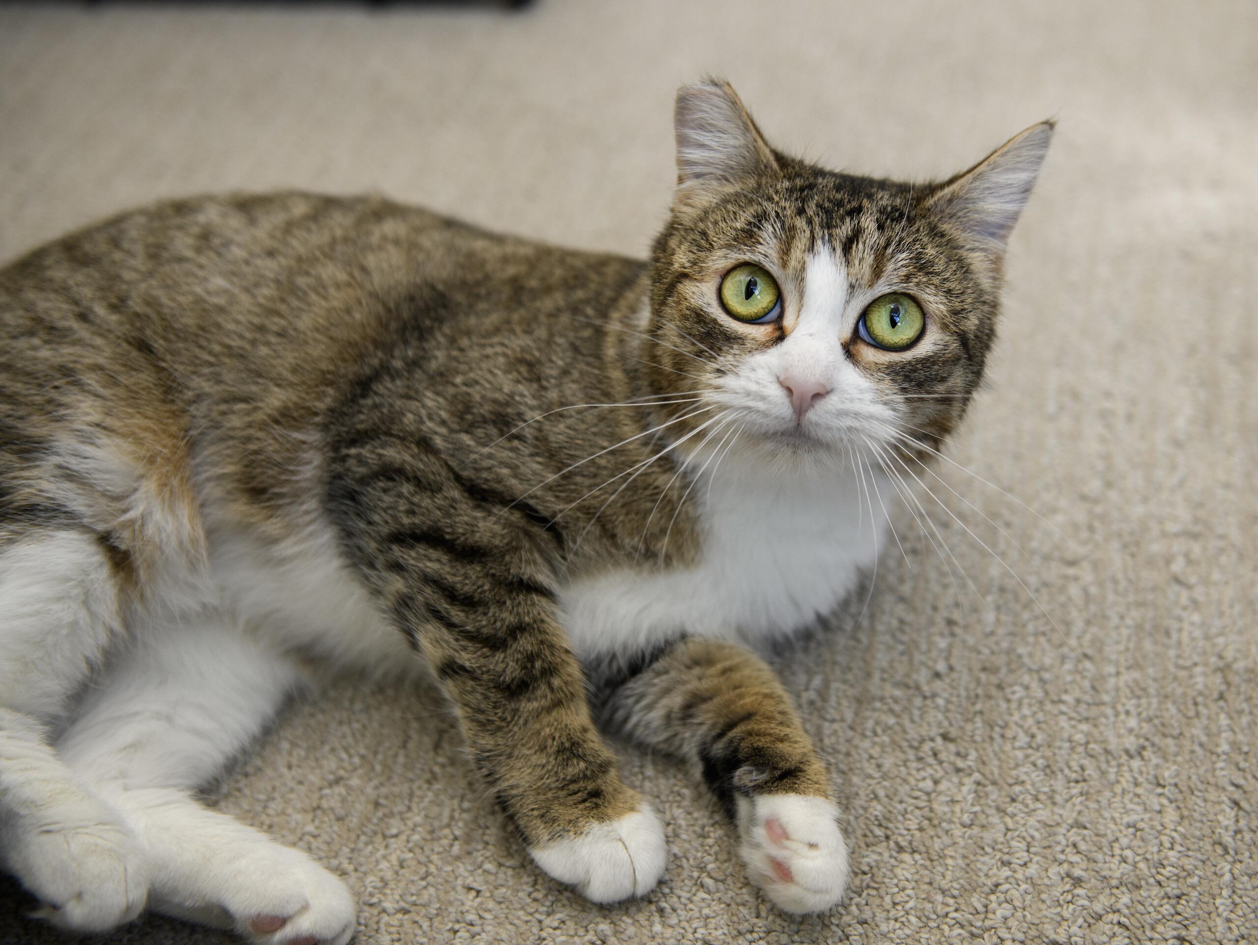 Enlarge Mochi, a ADOPTABLE Domestic Short Hair in Seattle, WA image 1/5