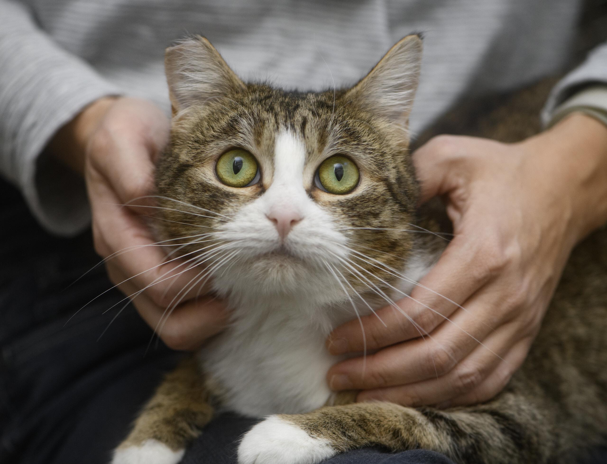 Enlarge Mochi, a ADOPTABLE Domestic Short Hair in Seattle, WA image 5/5