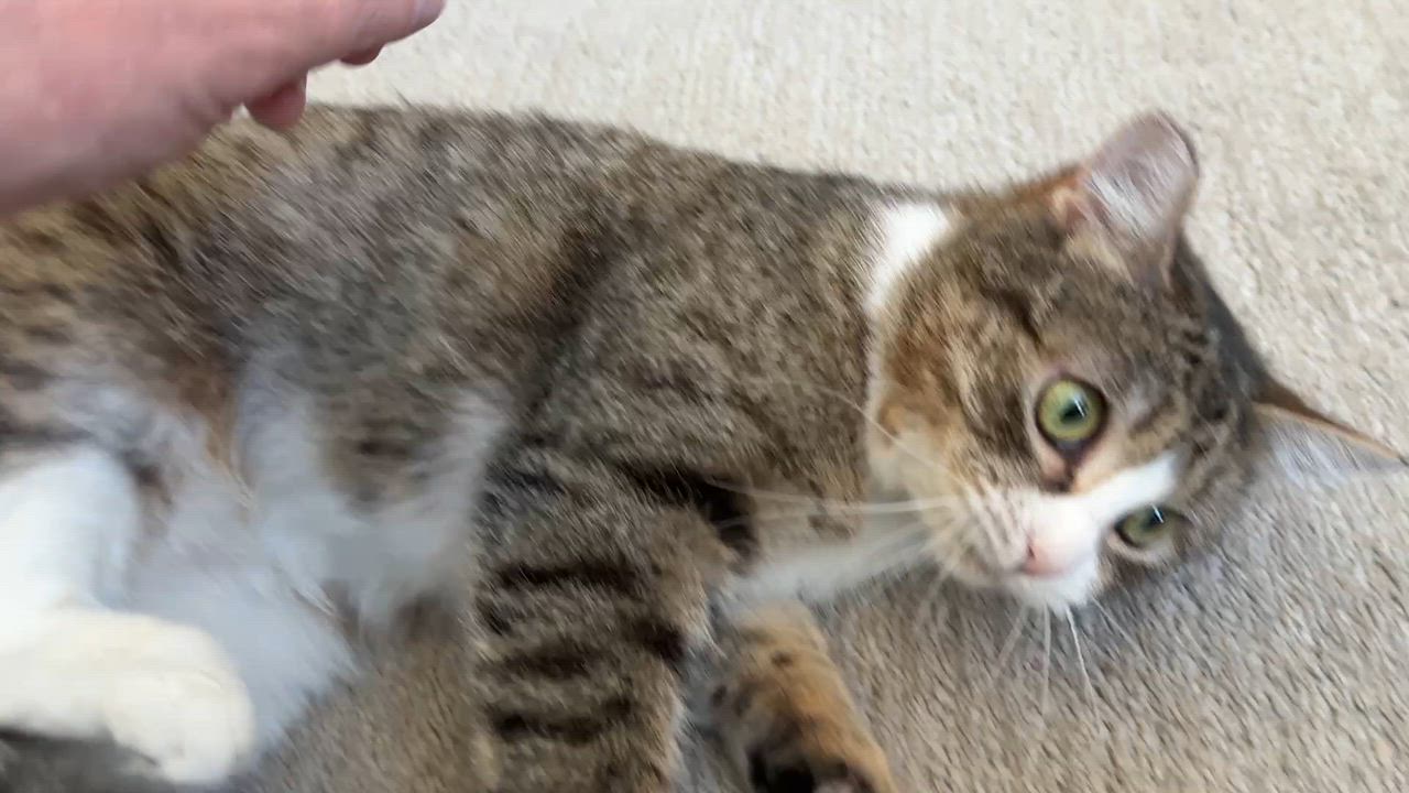Enlarge Mochi, a ADOPTABLE Domestic Short Hair in Seattle, WA video 2/5