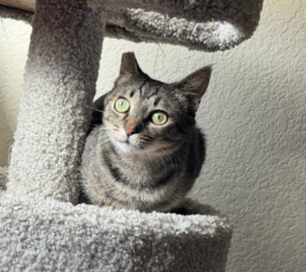 Lizzy, Adoptable, Young Female Domestic Short Hair.