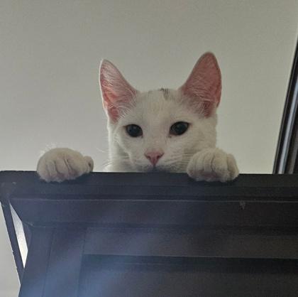 Ace, a Adoptable Domestic Short Hair in Wheaton, IL image 1/3