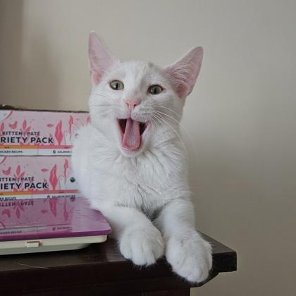 Ace, a Adoptable Domestic Short Hair in Wheaton, IL image 2/3