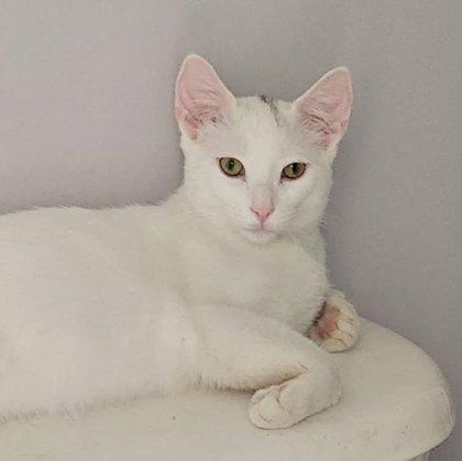 Ace, a Adoptable Domestic Short Hair in Wheaton, IL image 3/3