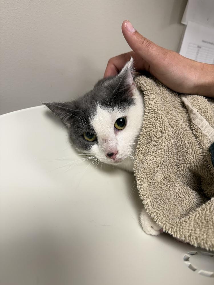 Opal, Adoptable, Adult Female Domestic Short Hair.