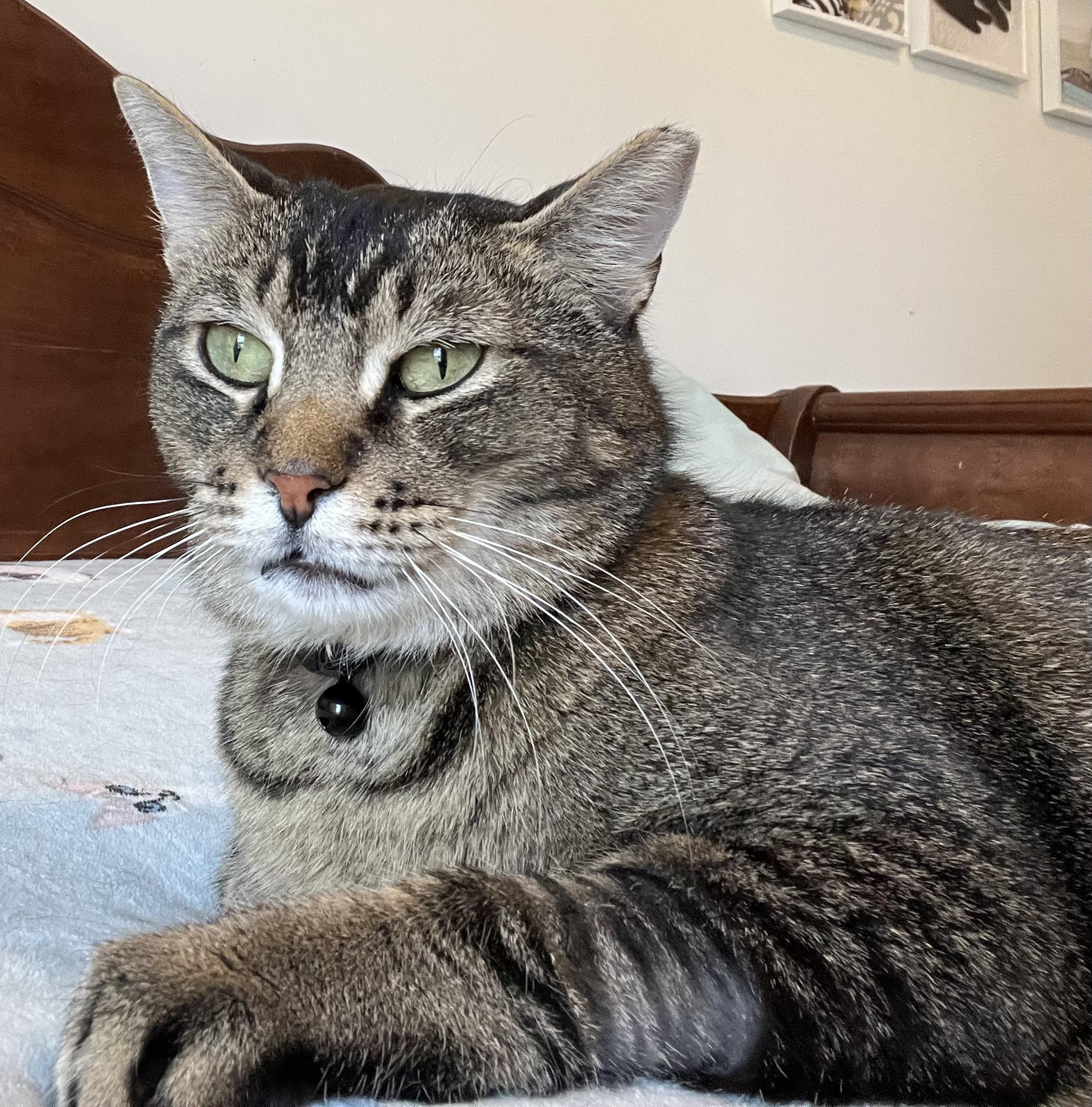 Enlarge Bucee, a Adoptable Domestic Short Hair in Duluth, GA image 2/5