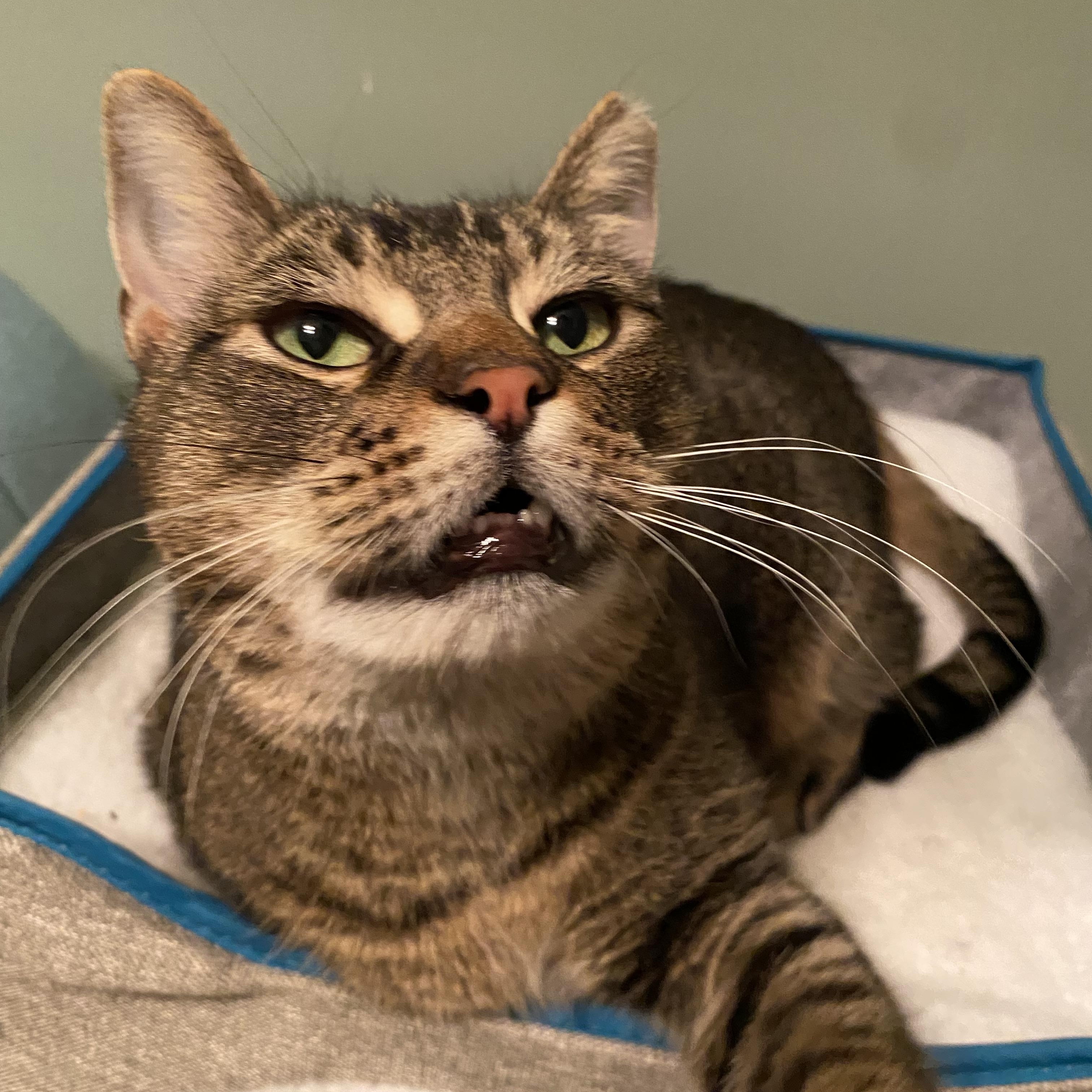 Enlarge Bucee, a Adoptable Domestic Short Hair in Duluth, GA image 4/5