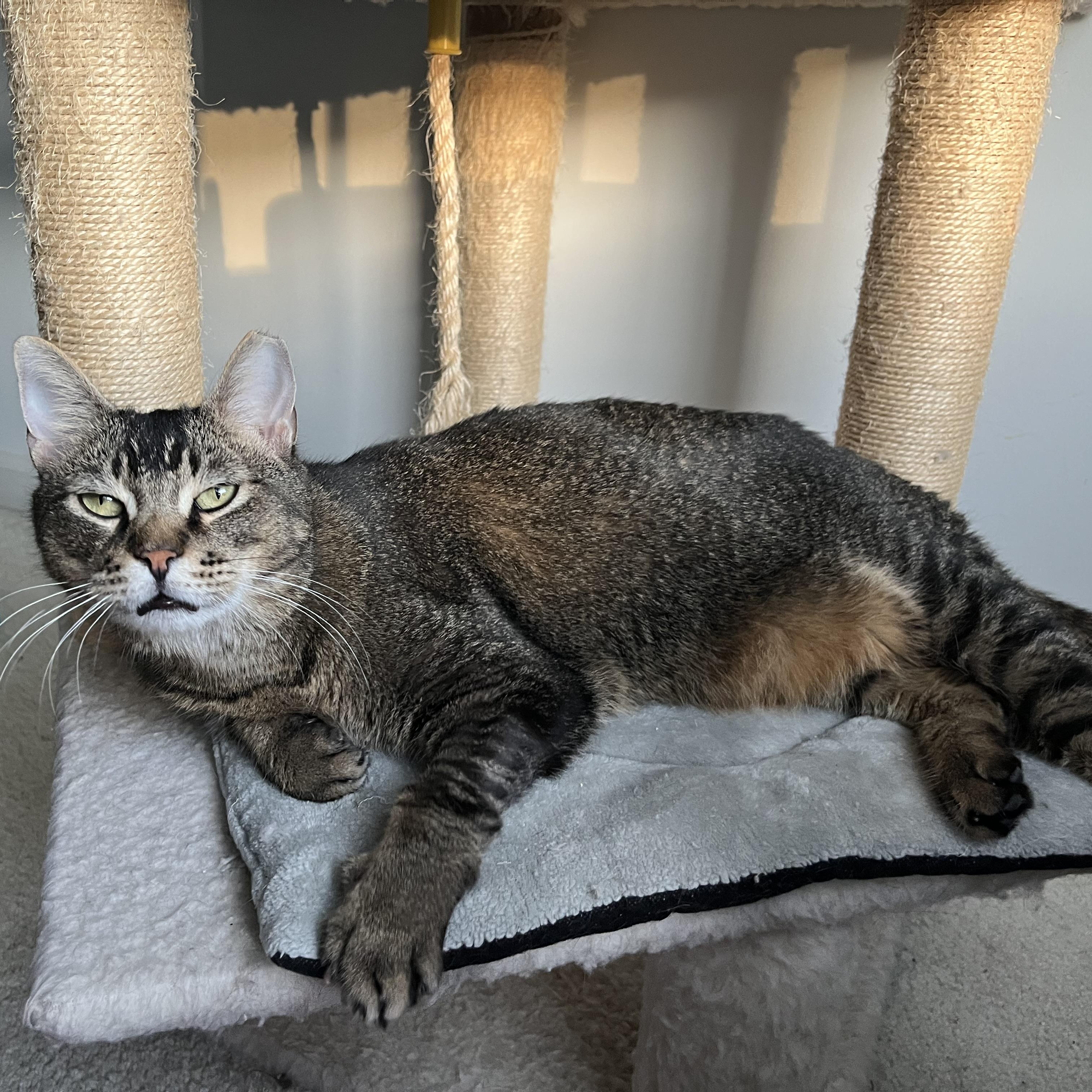 Enlarge Bucee, a Adoptable Domestic Short Hair in Duluth, GA image 1/5