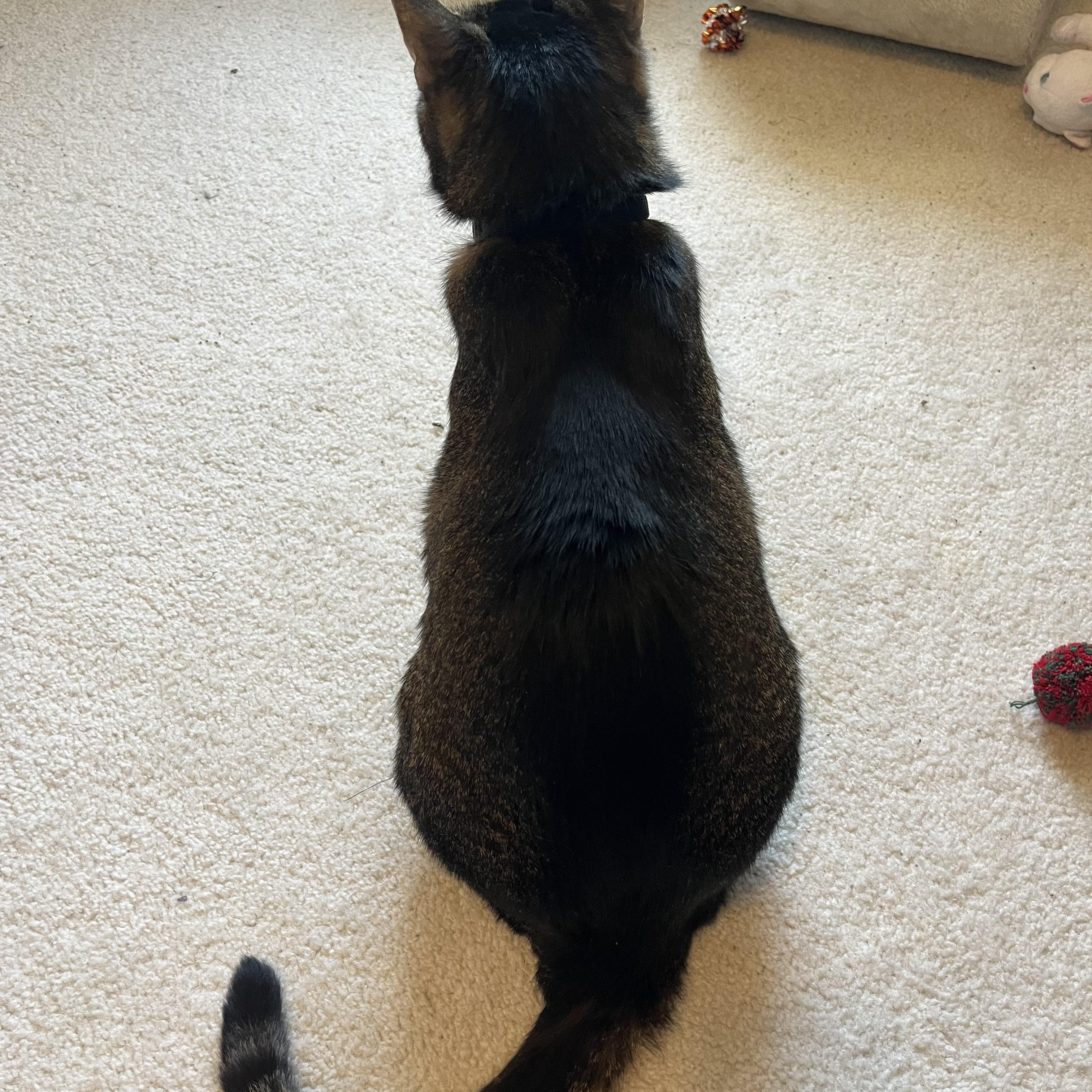 Enlarge Bucee, a Adoptable Domestic Short Hair in Duluth, GA image 5/5