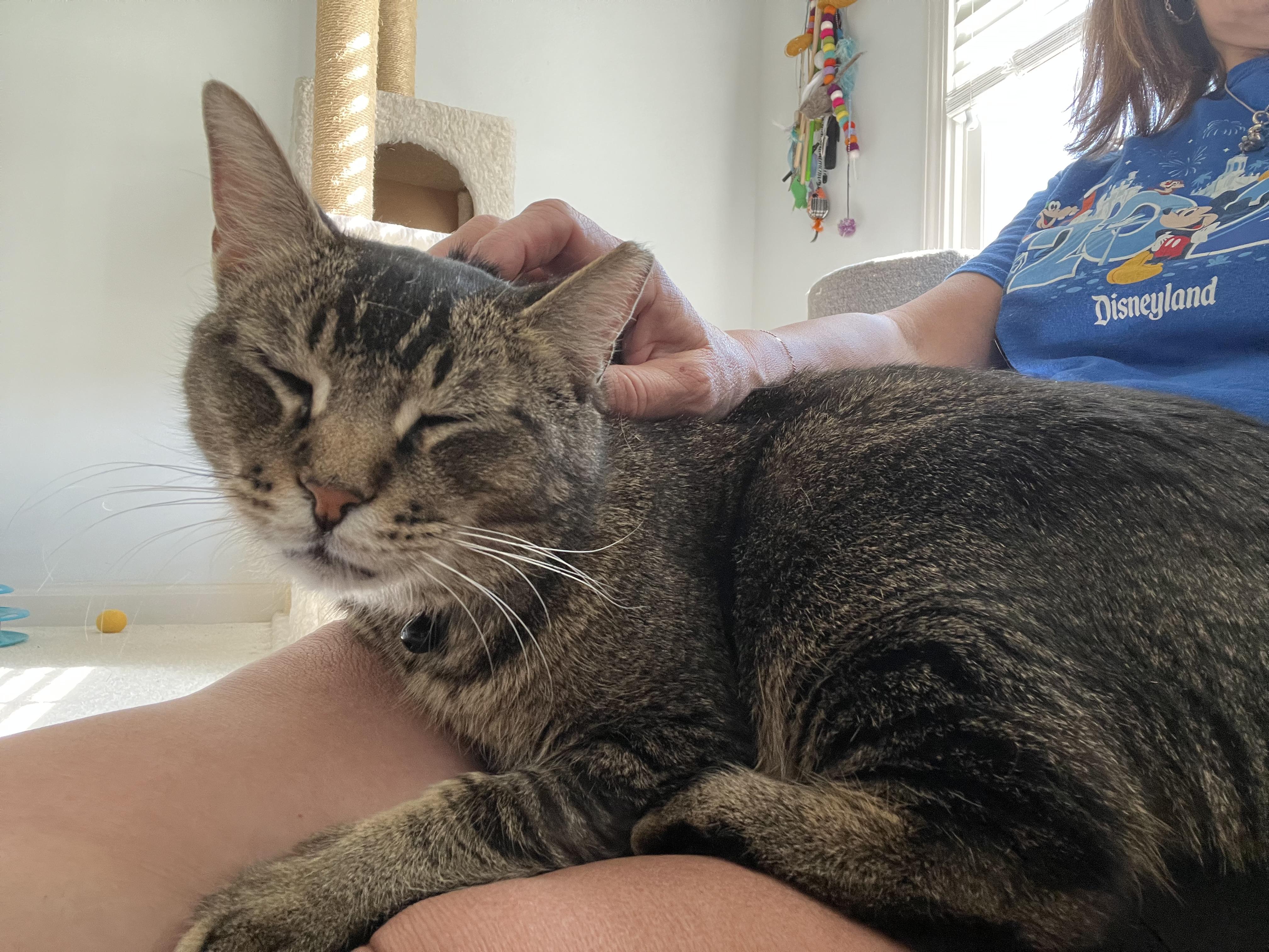 Enlarge Bucee, a Adoptable Domestic Short Hair in Duluth, GA image 3/5