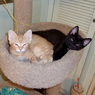 Roland & Nabby (Abigail), Adopted, Kitten Male Domestic Short Hair.