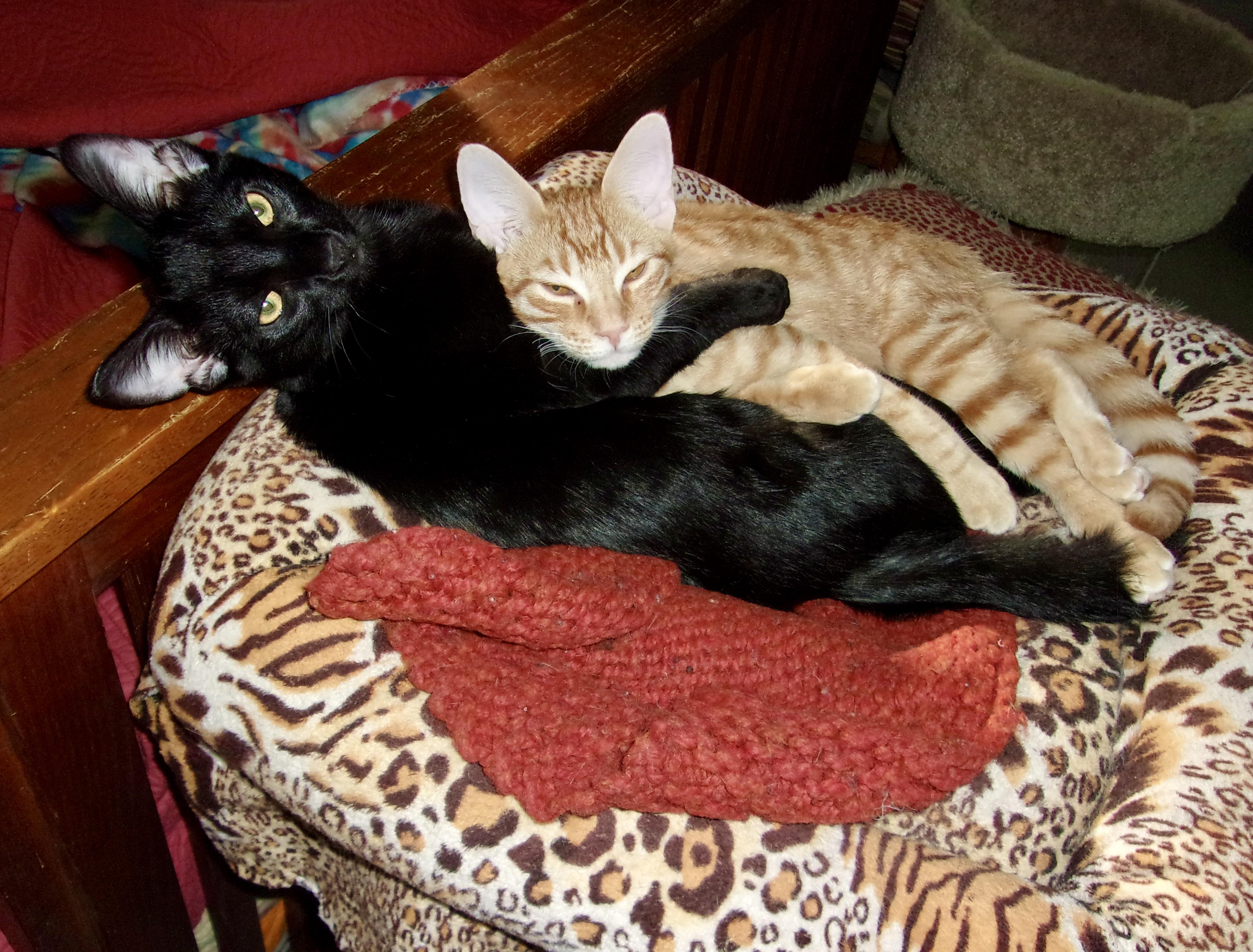 Enlarge Roland & Nabby (Abigail), a Adopted Domestic Short Hair in Prescott, AZ image 5/5