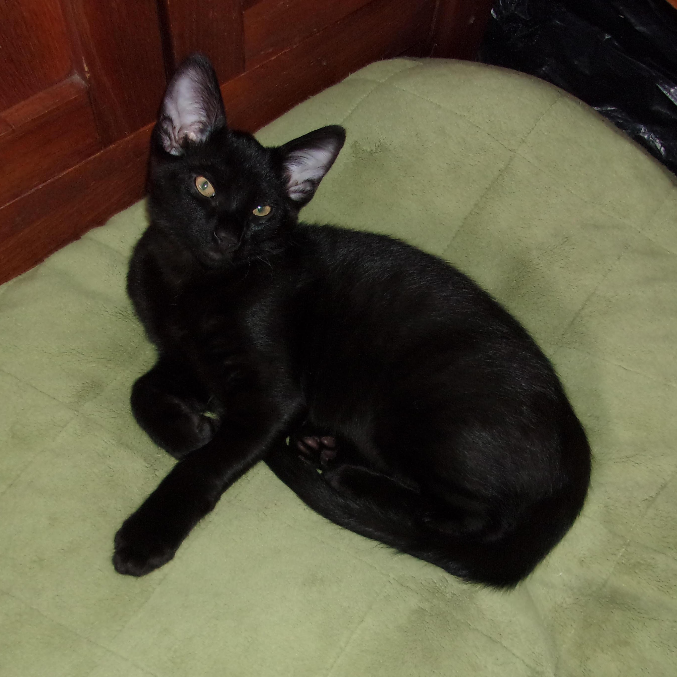 Enlarge Roland & Nabby (Abigail), a Adopted Domestic Short Hair in Prescott, AZ image 4/5