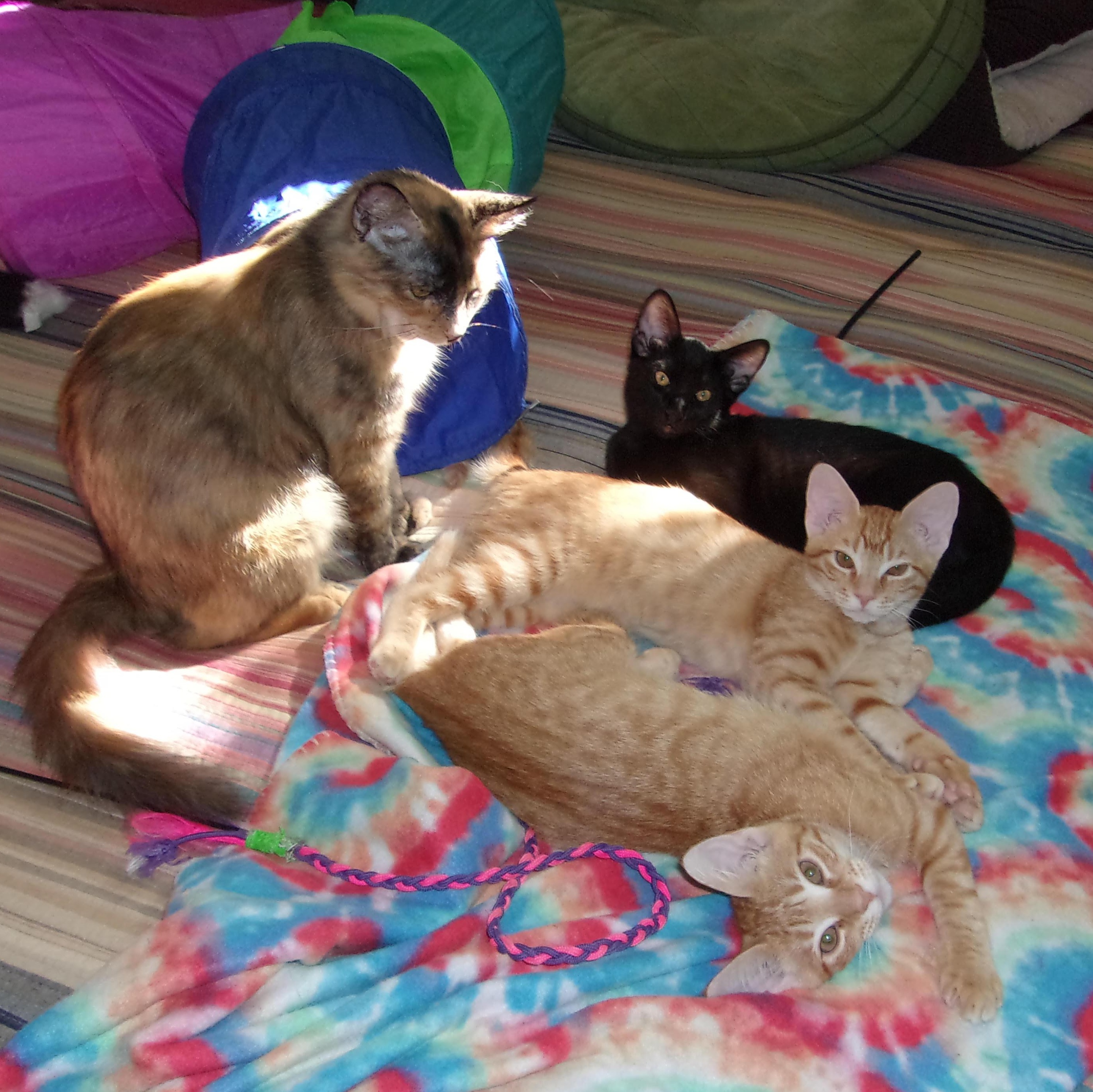Enlarge Roland & Nabby (Abigail), a Adopted Domestic Short Hair in Prescott, AZ image 3/5