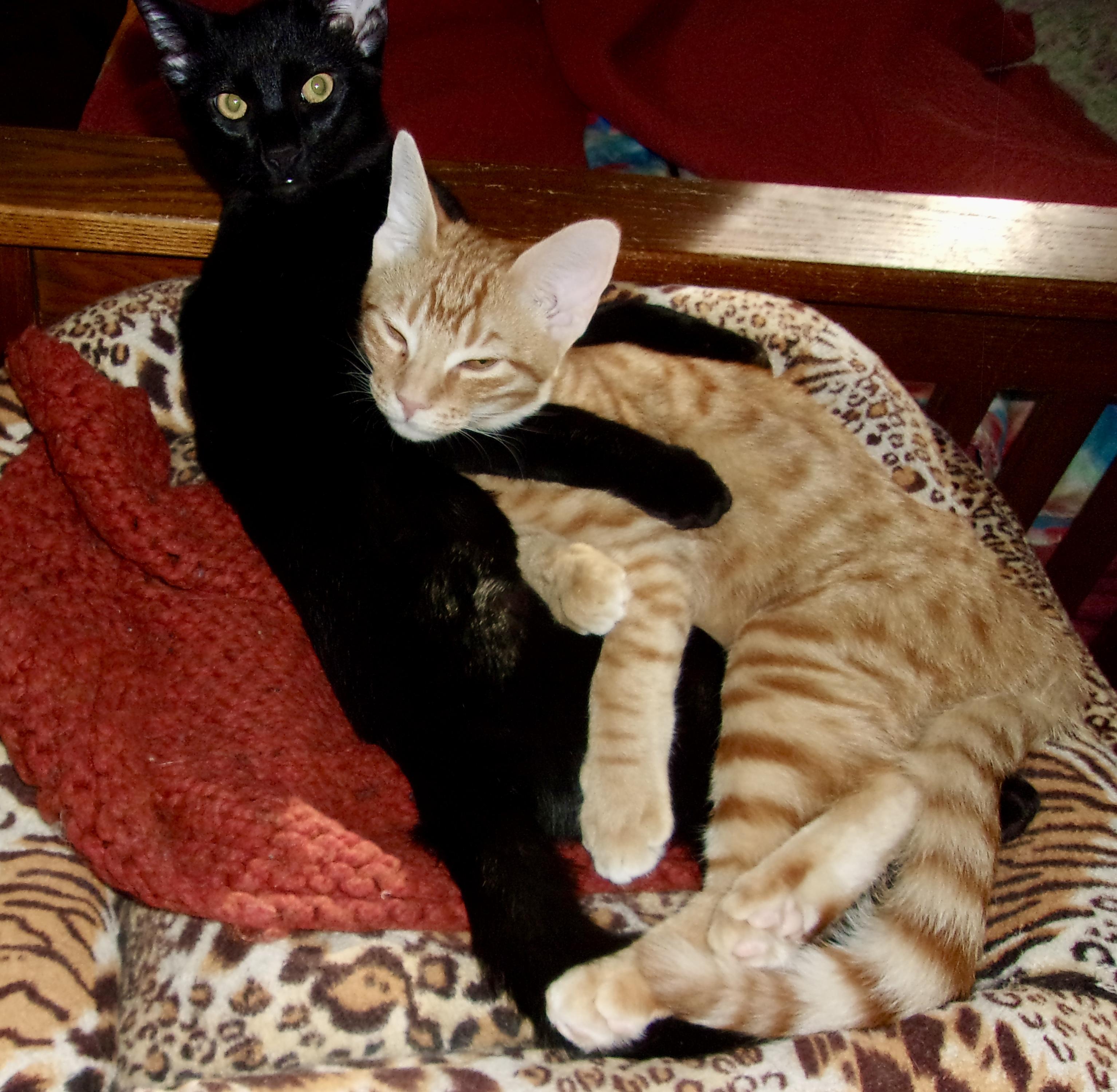 Enlarge Roland & Nabby (Abigail), a Adopted Domestic Short Hair in Prescott, AZ image 2/5