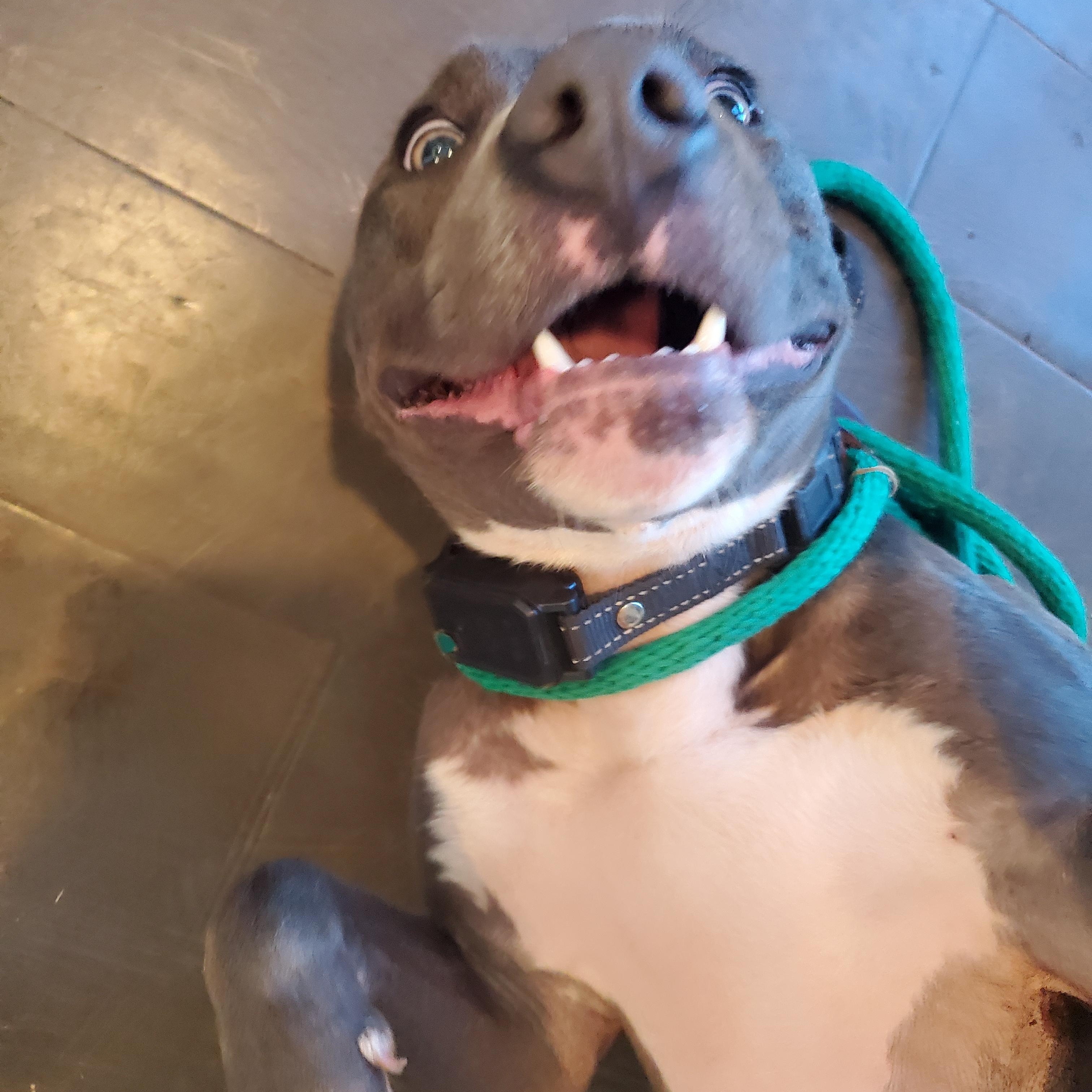 Enlarge Jax, a Adoptable Mixed Breed in Auburn, GA image 2/4