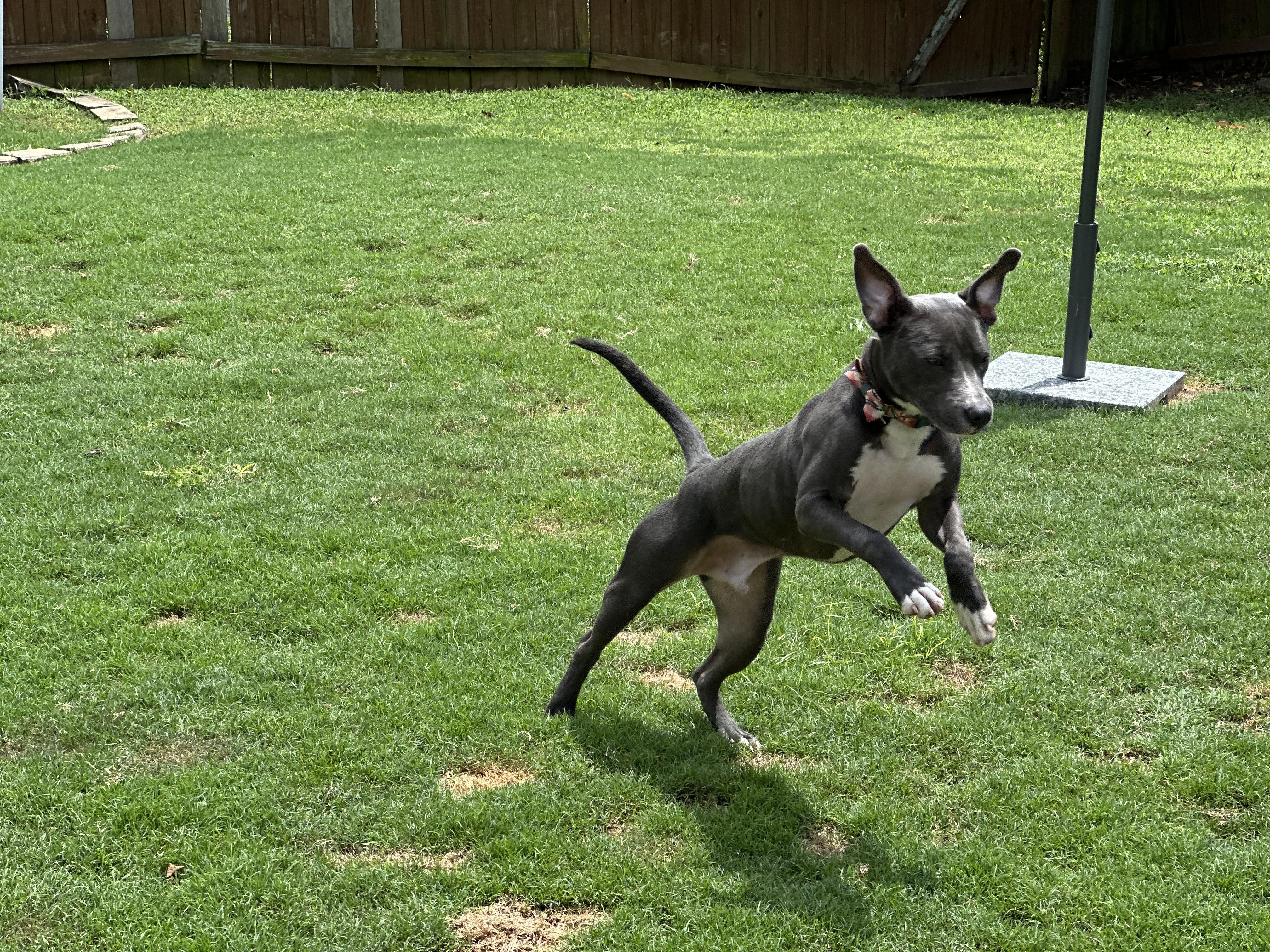 Enlarge Jax, a Adoptable Mixed Breed in Auburn, GA image 3/4