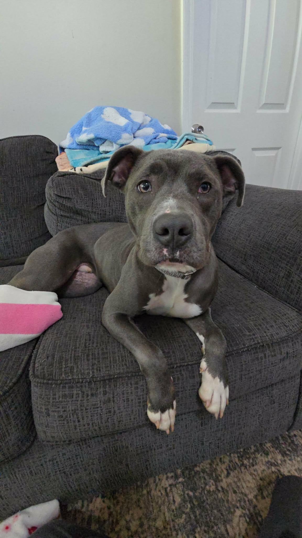 Jax, a Adoptable mixed breed in Auburn, GA image 2/6