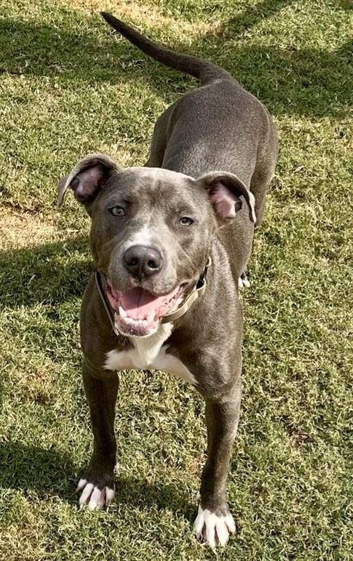 Enlarge Jax, a Adoptable Mixed Breed in Auburn, GA image 1/4