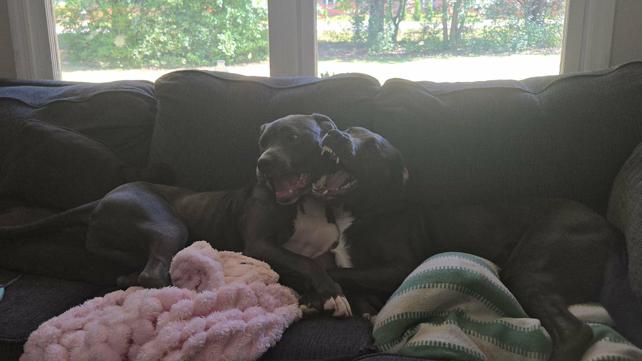 Jax, a Adoptable mixed breed in Auburn, GA image 6/6