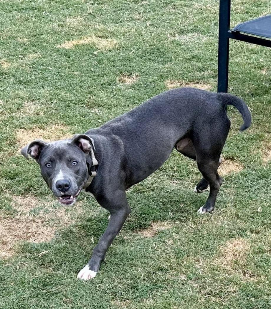 Enlarge Jax, a Adoptable Mixed Breed in Auburn, GA image 4/4