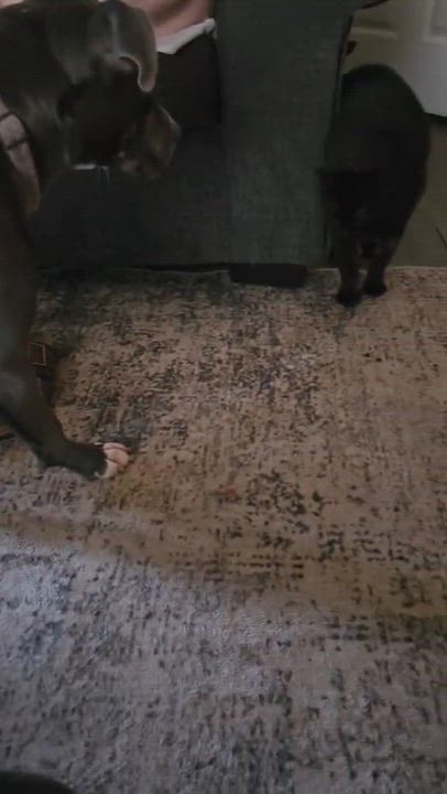 Enlarge Jax, a Adoptable mixed breed in Auburn, GA video 5/6