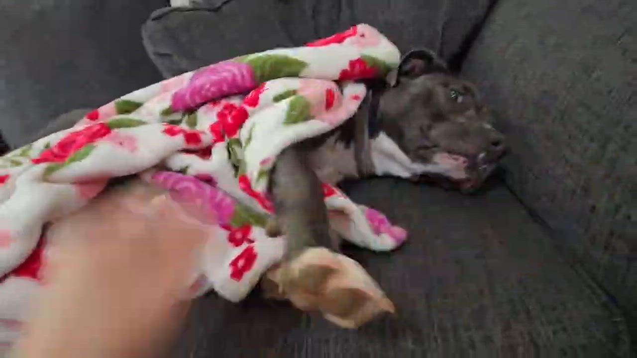 Enlarge Jax, a Adoptable mixed breed in Auburn, GA video 4/6