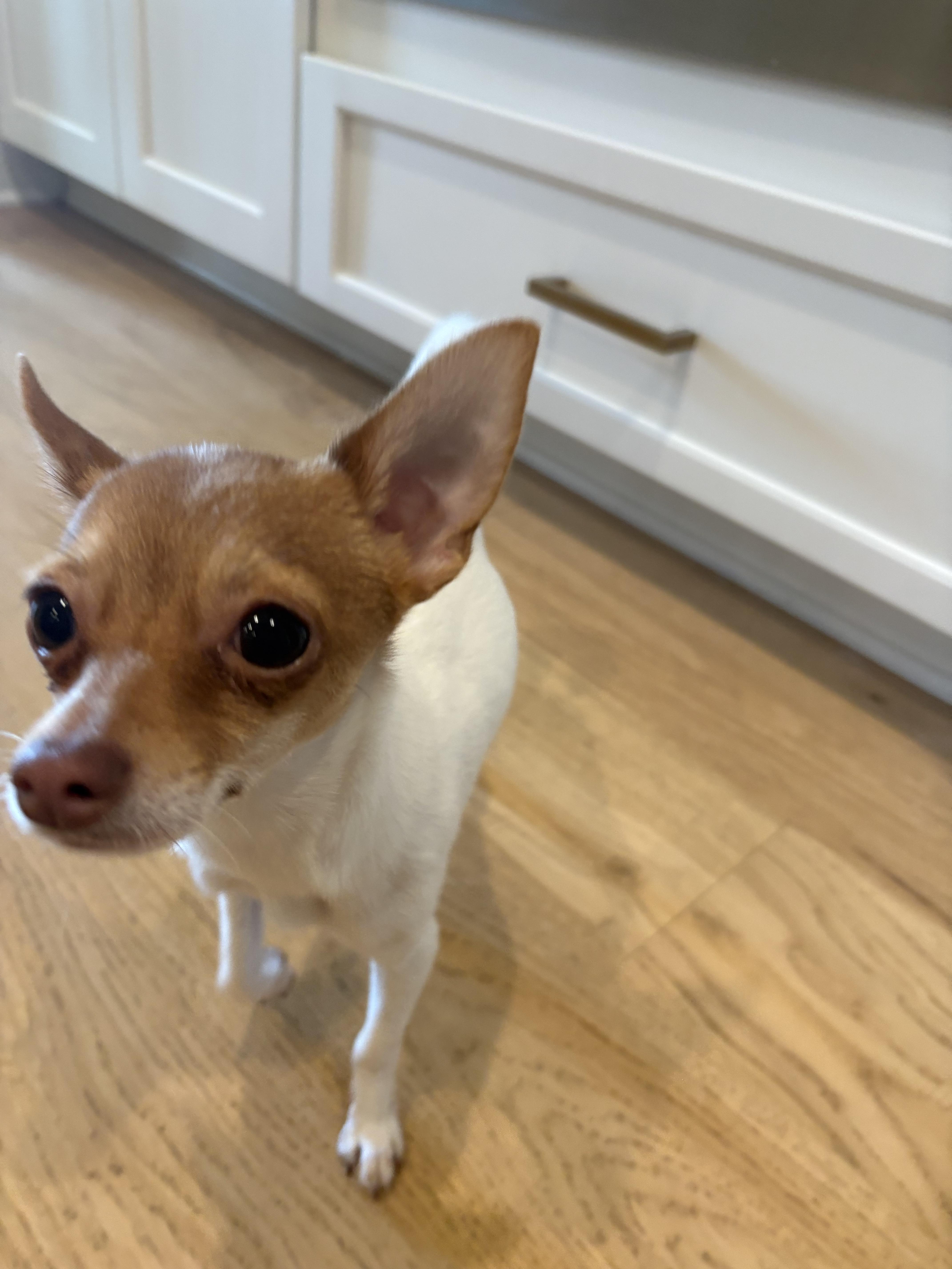 Enlarge Morty, an adopted Chihuahua in West Greenwich , RI image 4/5