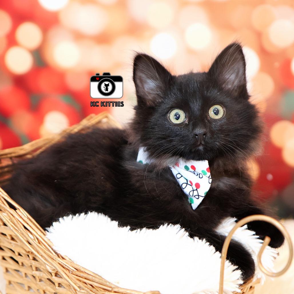 Sooty, Adoptable, Kitten Male Domestic Long Hair.