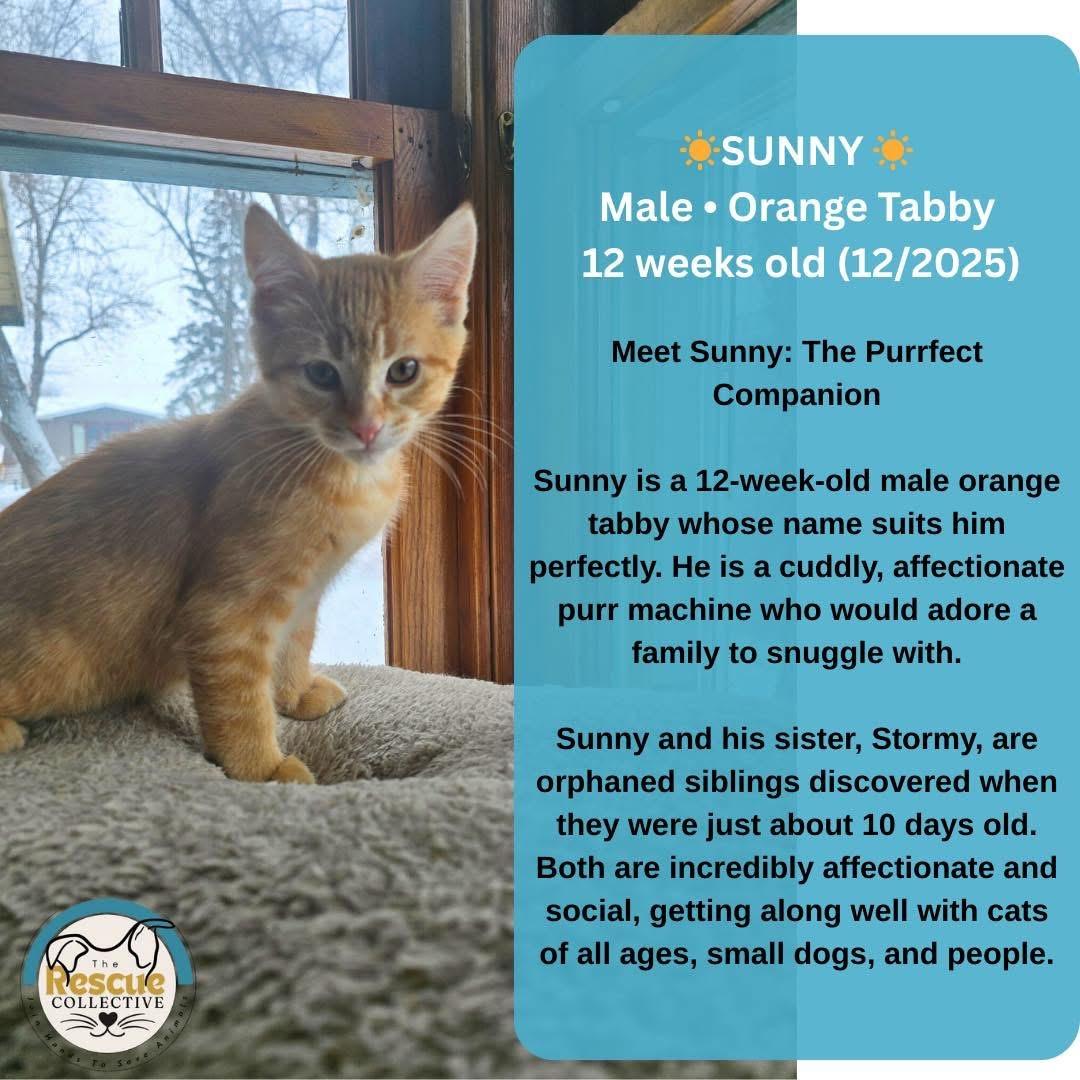 Sunny, ADOPTABLE, Kitten Male Tabby.