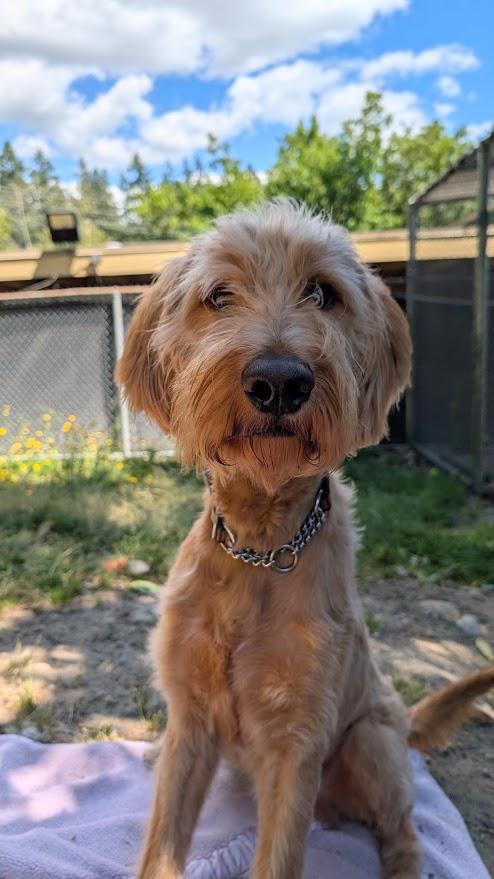 Huckleberry, Adoptable, Adult Male Goldendoodle.