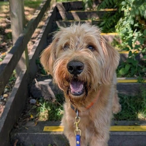 Huckleberry, a Adoptable Goldendoodle in Coquitlam, BC image 1/4