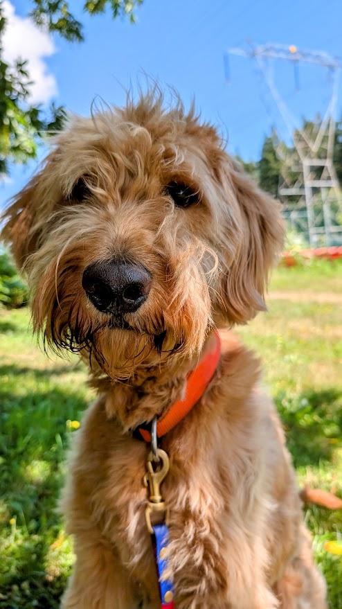 Huckleberry, a Adoptable Goldendoodle in Coquitlam, BC image 4/4